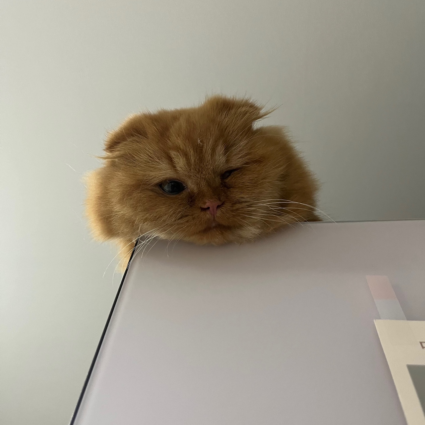 돌고 '도라' 온 만큼 잘 살구같아♡♥♡♥♡♥♡♥