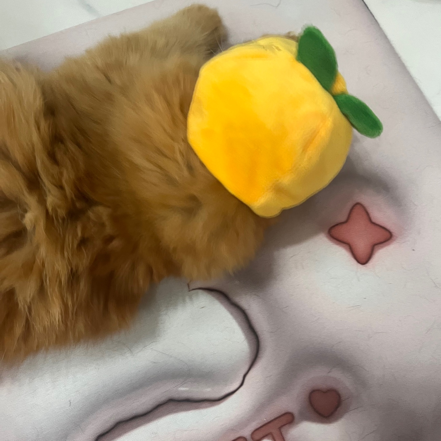 돌고 '도라' 온 만큼 잘 살구같아♡♥♡♥♡♥♡♥