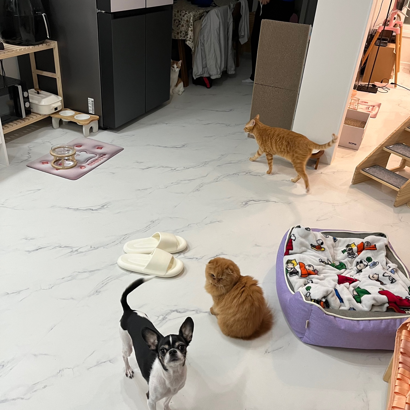 돌고 '도라' 온 만큼 잘 살구같아♡♥♡♥♡♥♡♥