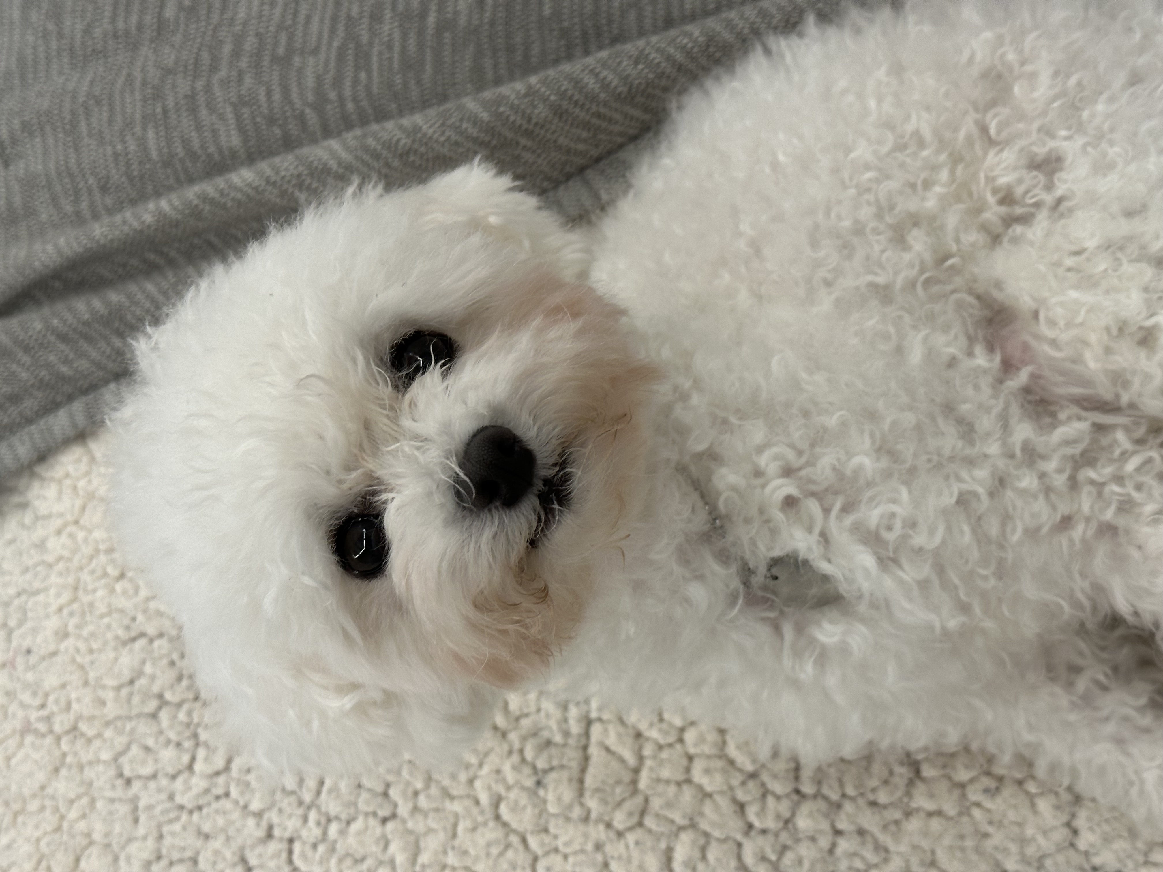 콩설이(조이) 입양 한달 후기