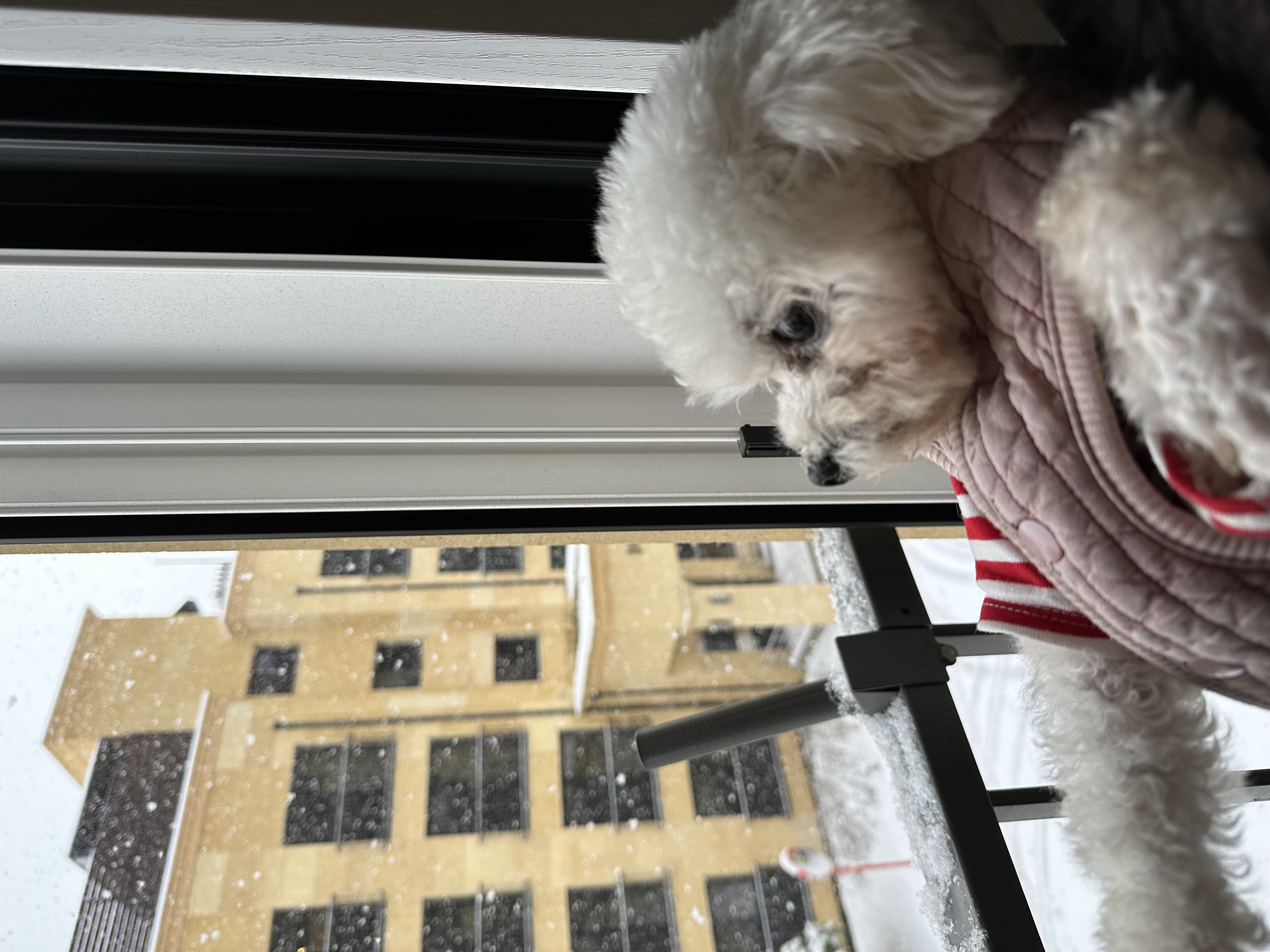 콩설이(조이) 입양 한달 후기