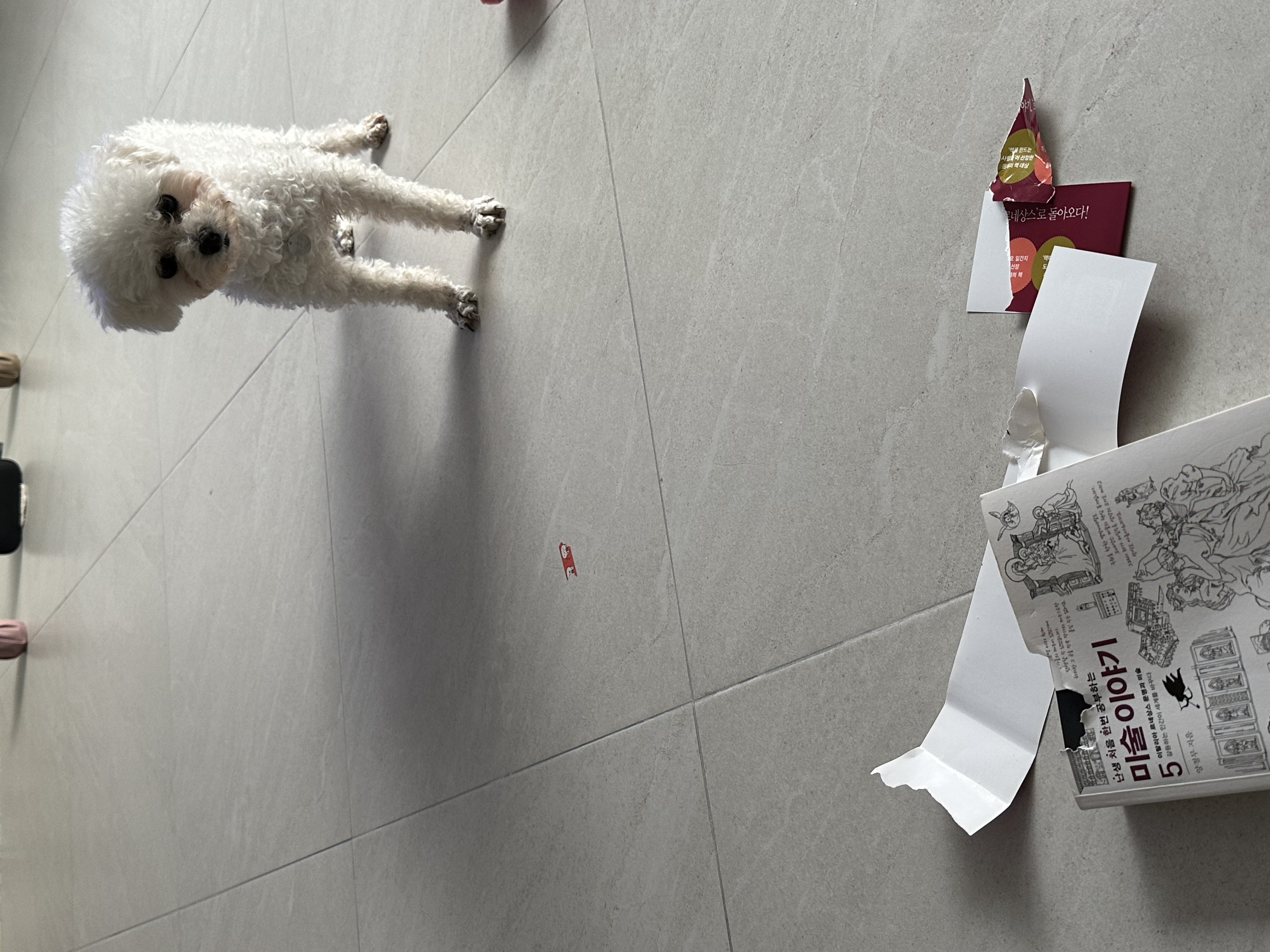 콩설이(조이) 입양 한달 후기