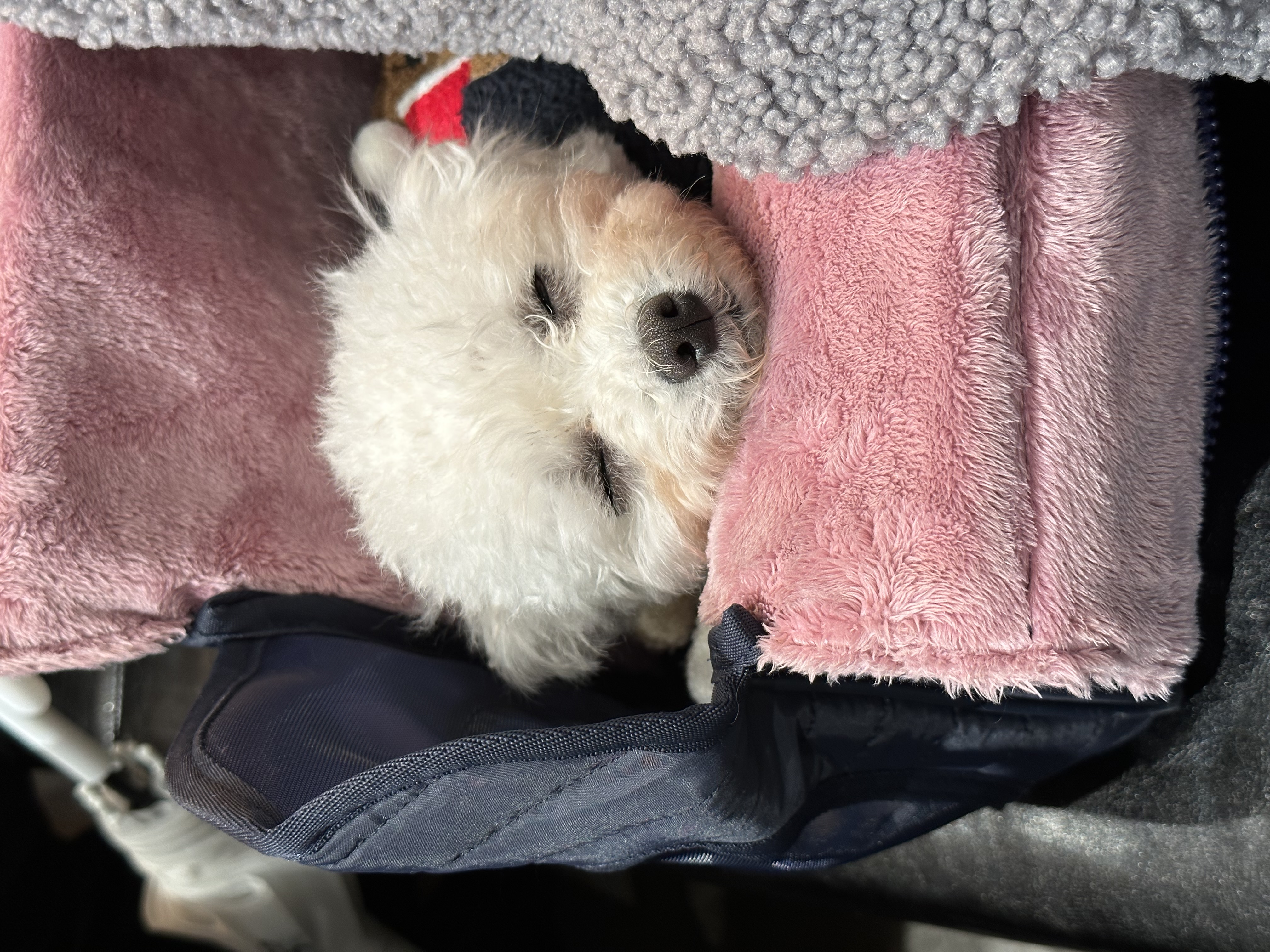 콩설이(조이) 입양 한달 후기