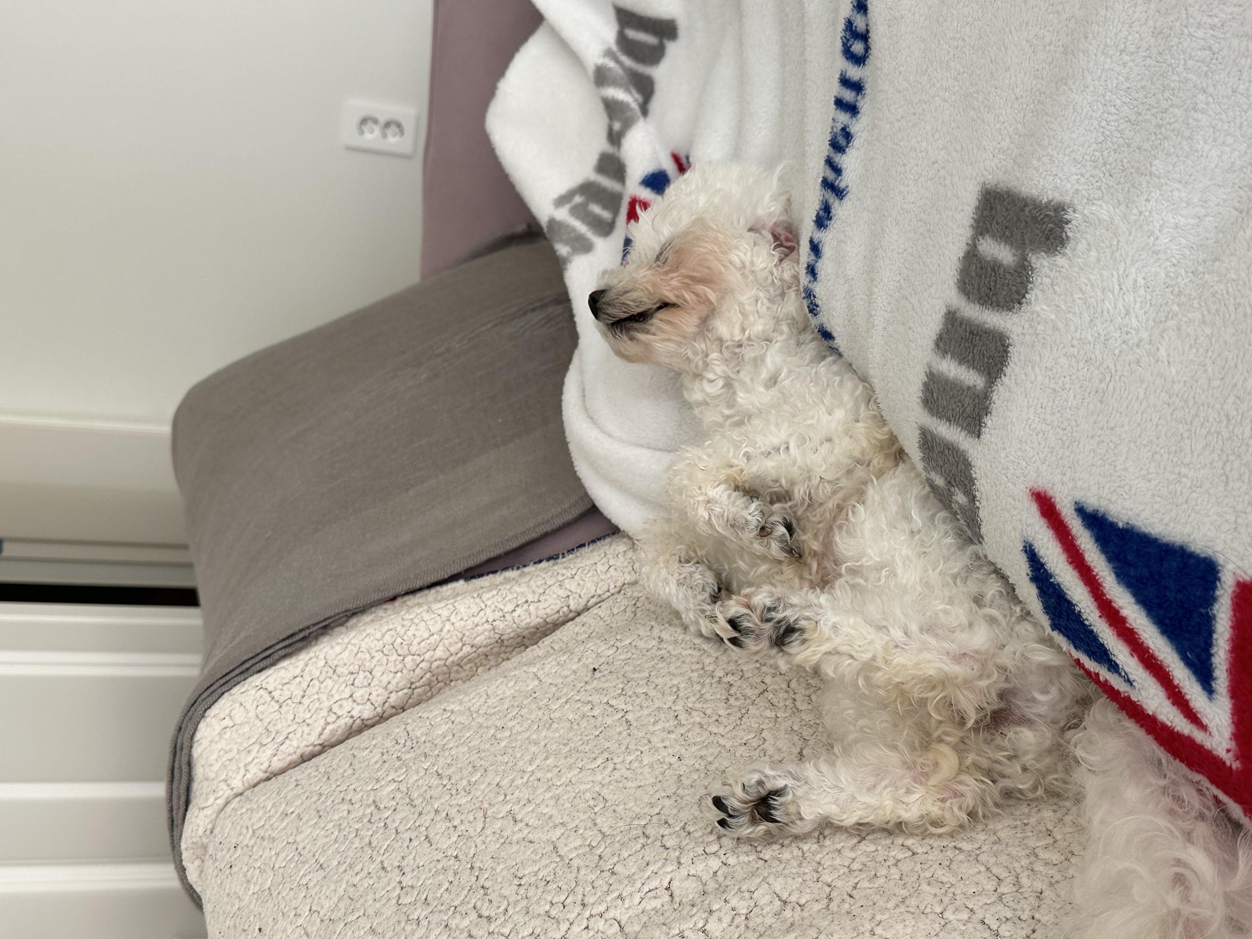 콩설이(조이) 입양 한달 후기