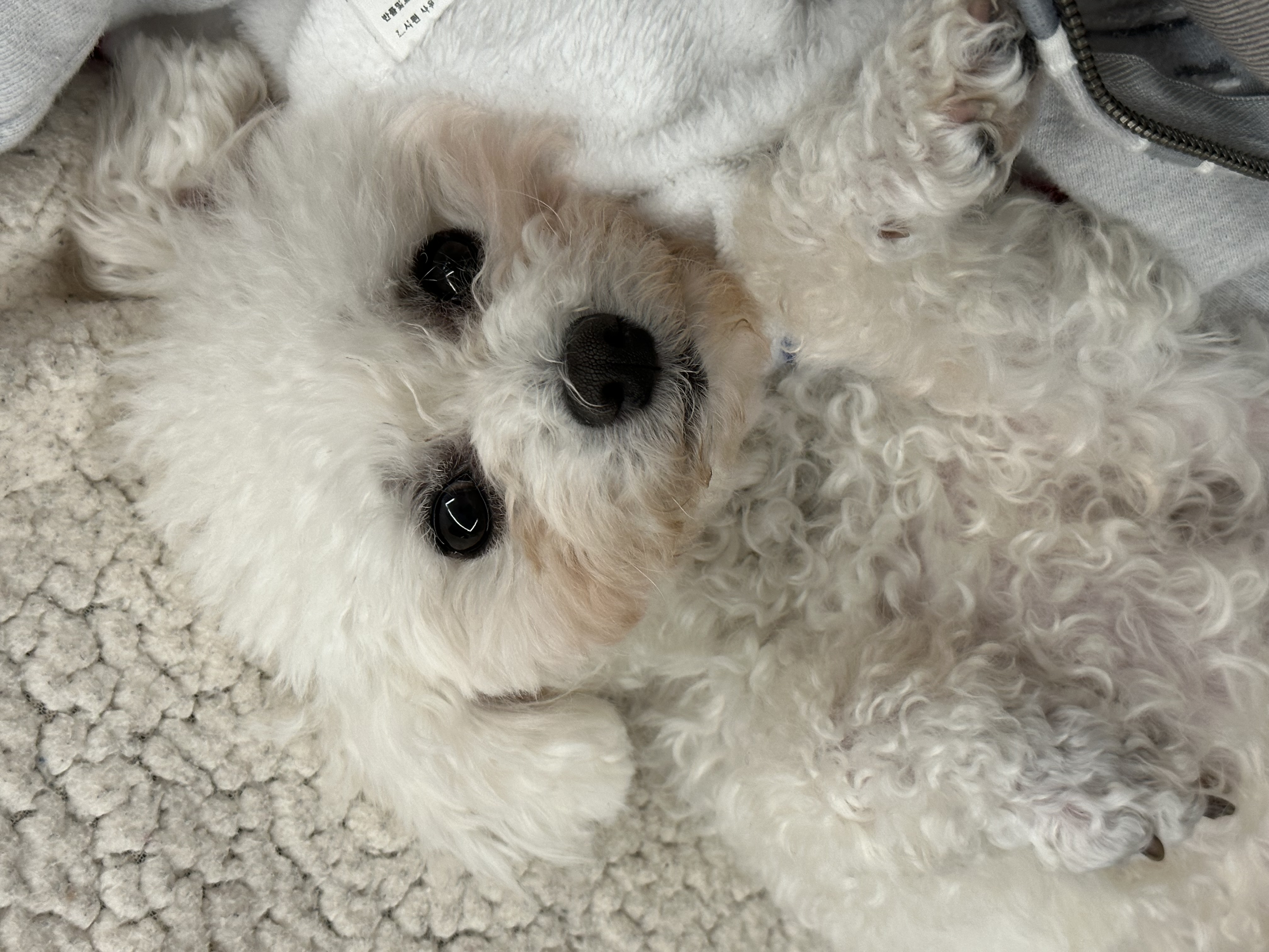 콩설이(조이) 입양 한달 후기