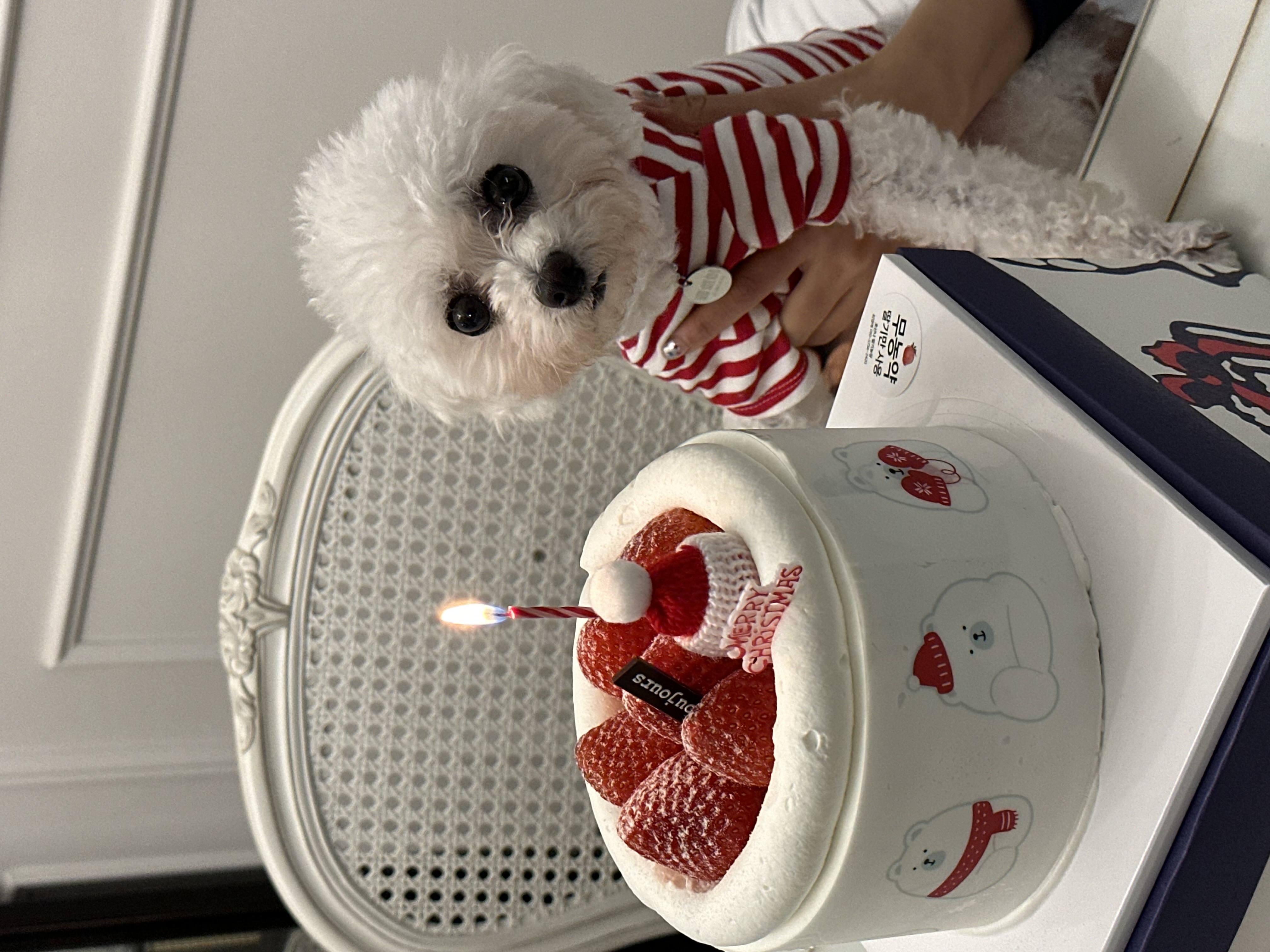 콩설이(조이) 입양 한달 후기