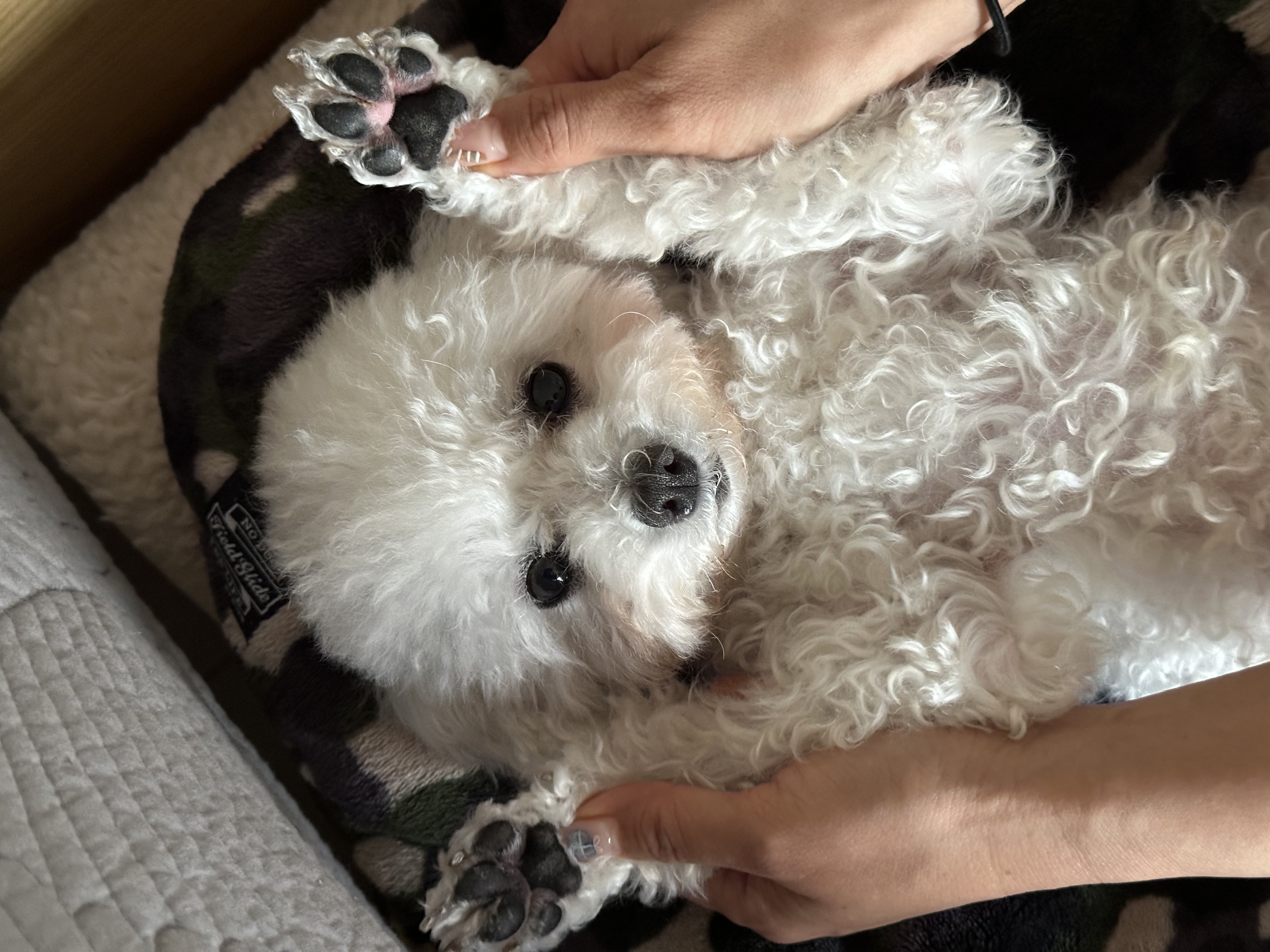 콩설이(조이) 입양 한달 후기