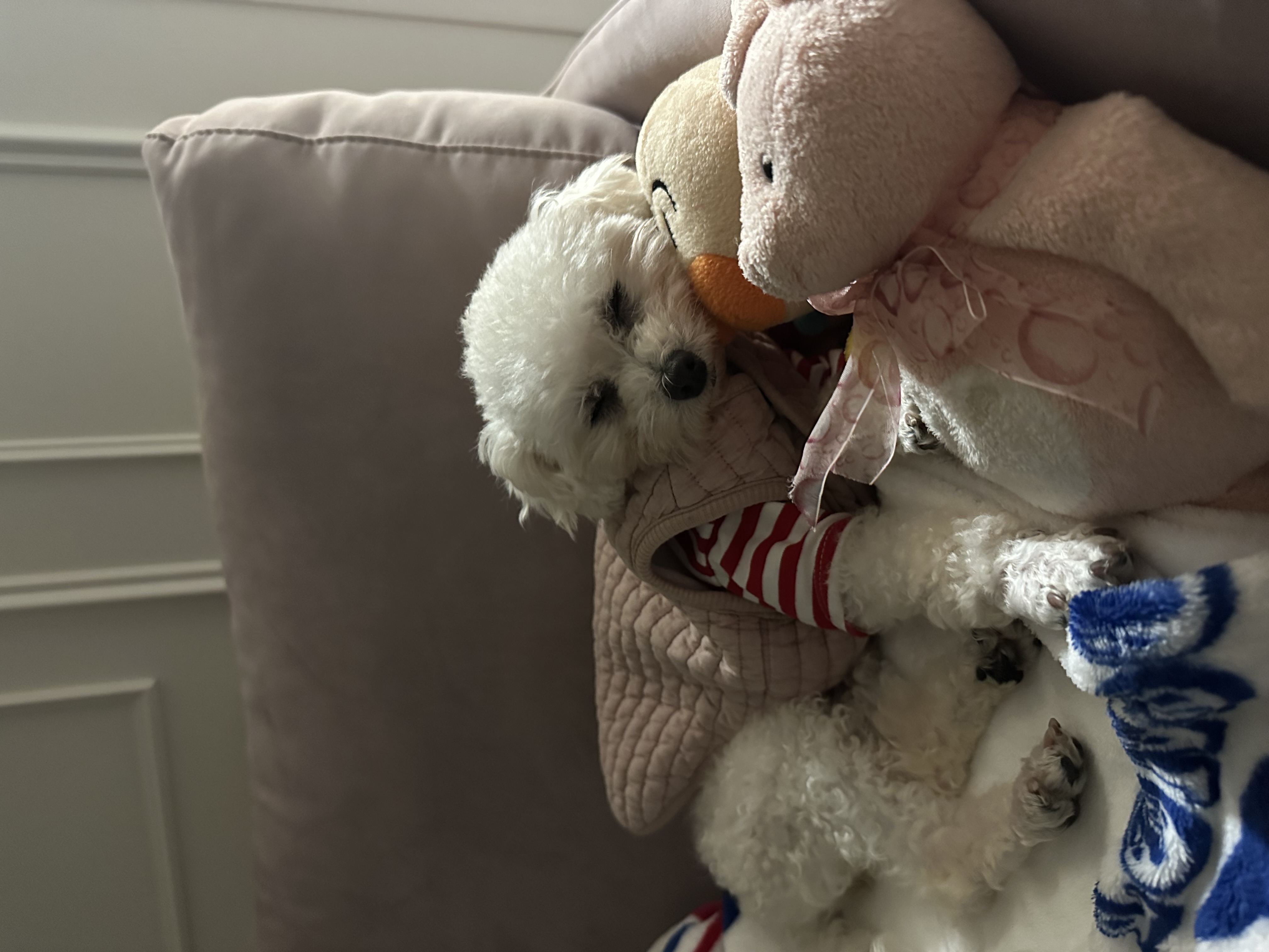 콩설이(조이) 입양 한달 후기