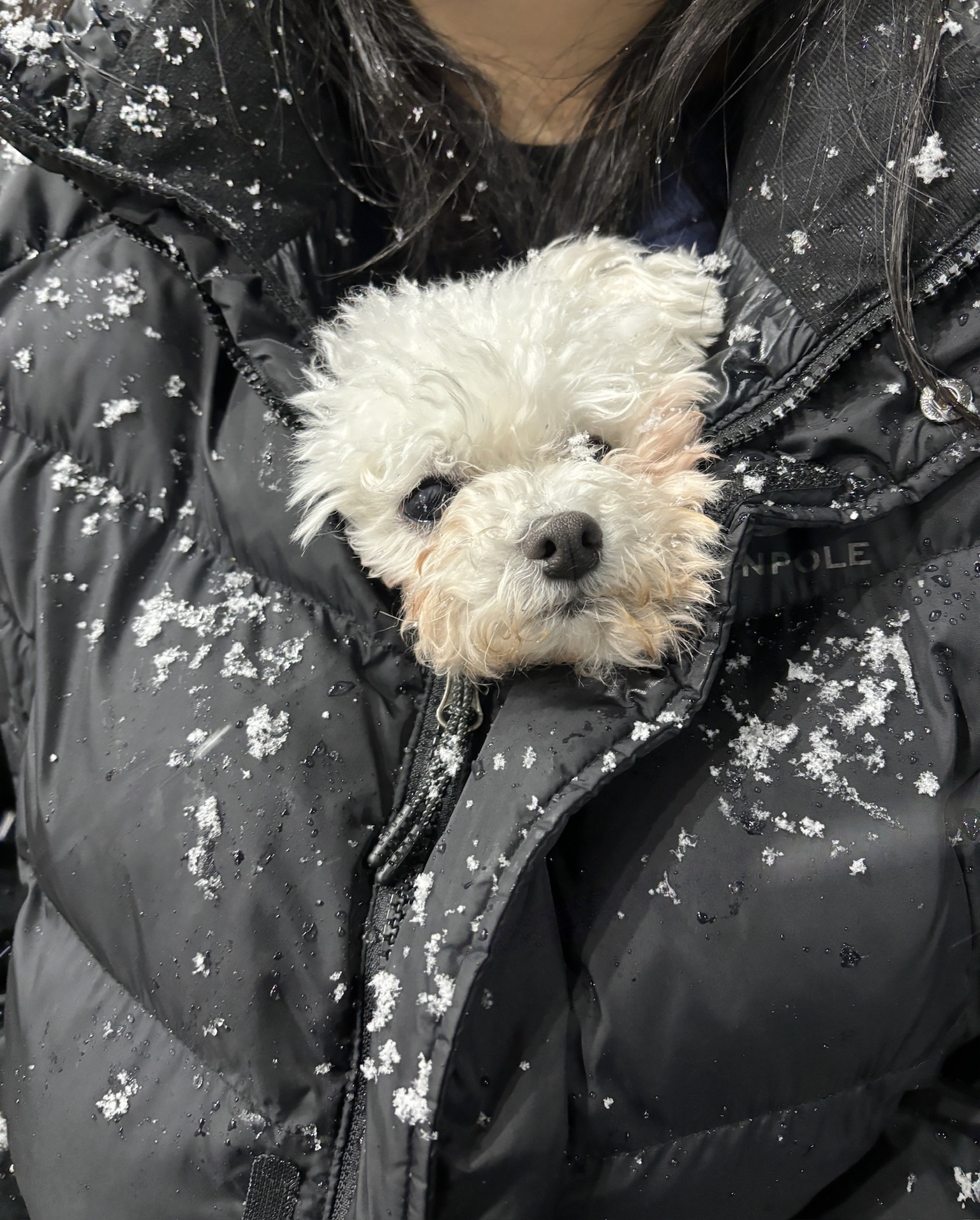 콩설이(조이) 입양 한달 후기