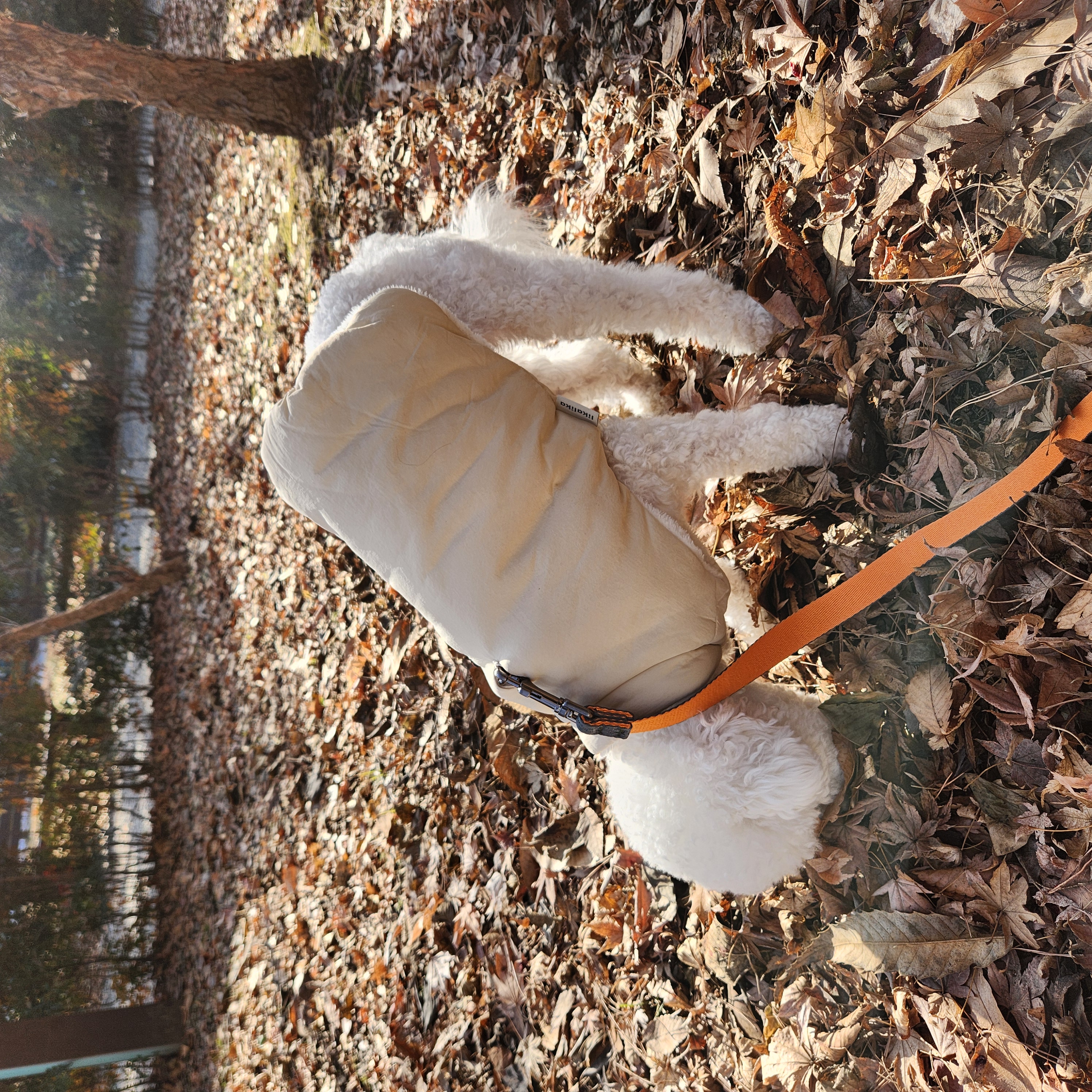 양말이 일주일 입양 후기 