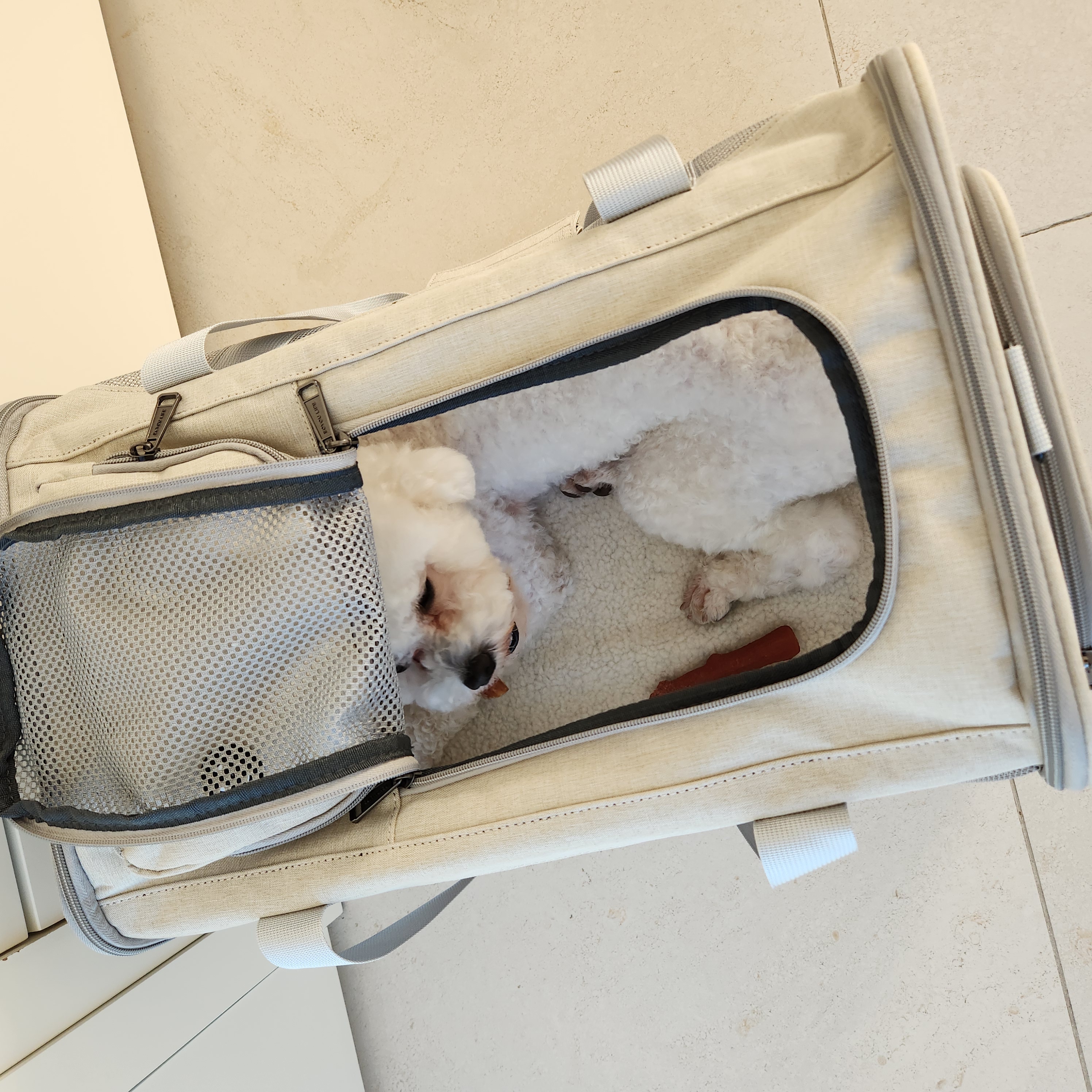 양말이 일주일 입양 후기 