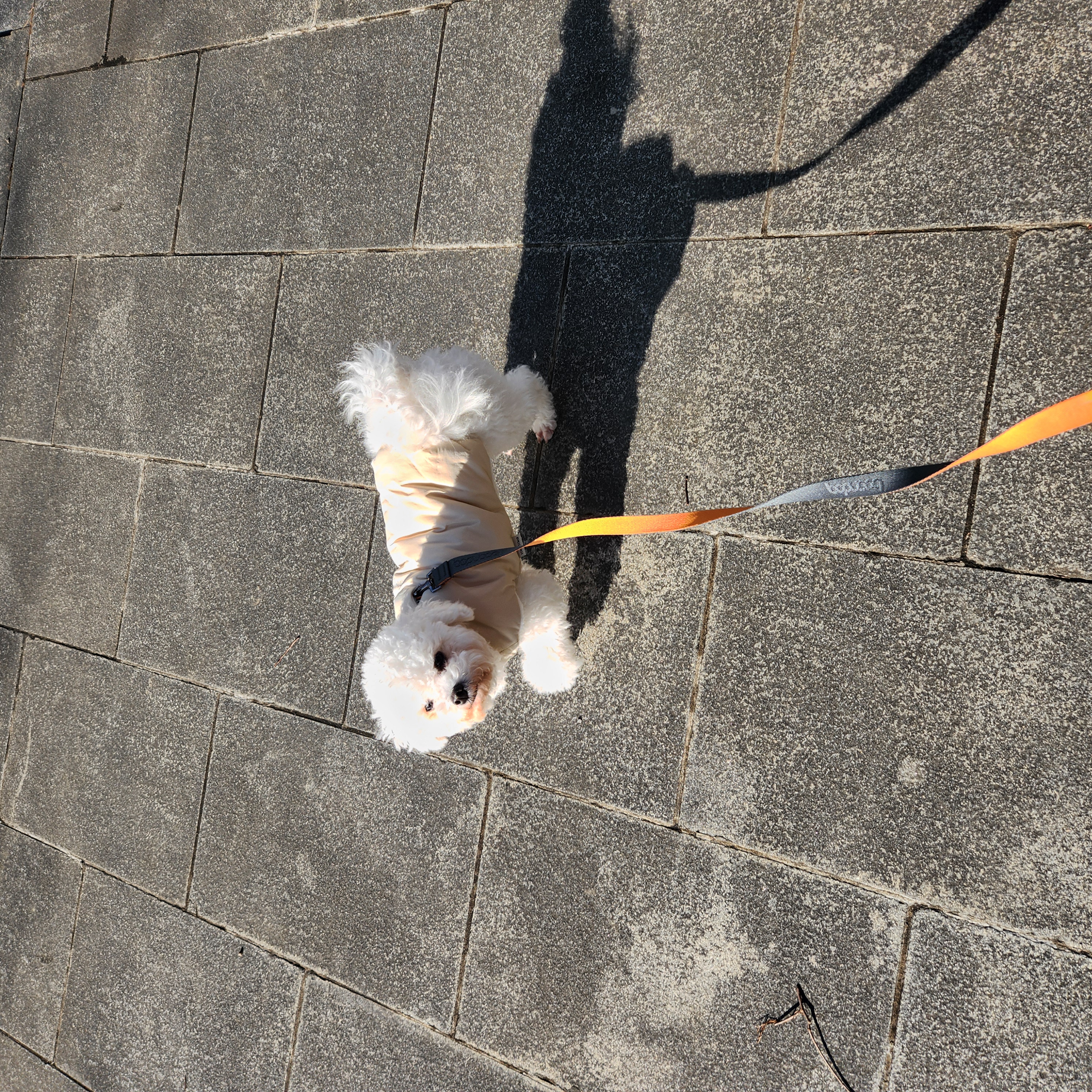 양말이 일주일 입양 후기 