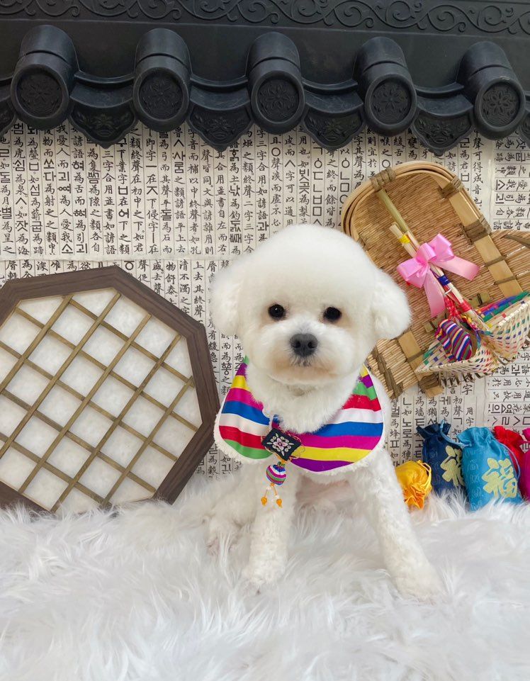 양말이 일주일 입양 후기 