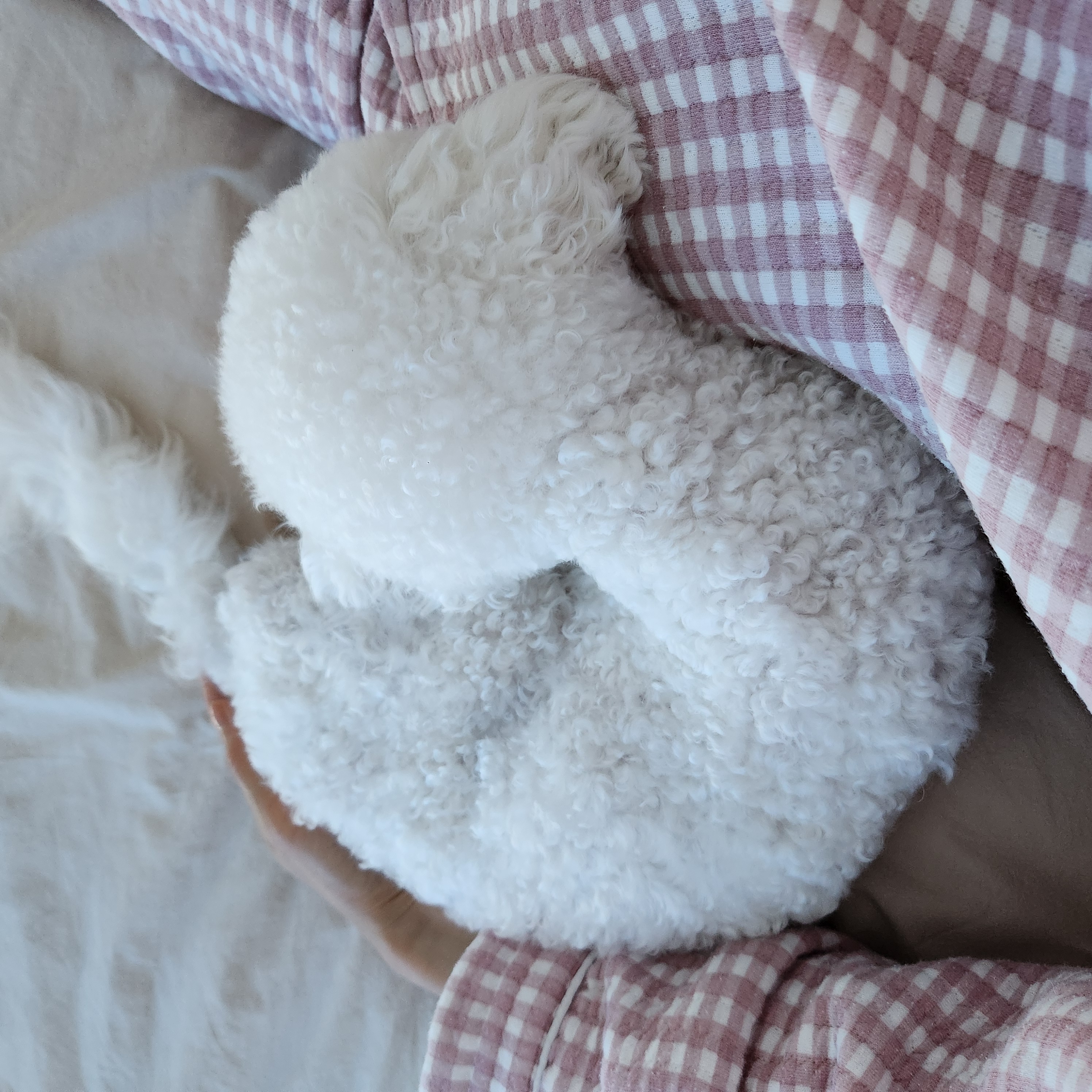 양말이 일주일 입양 후기 