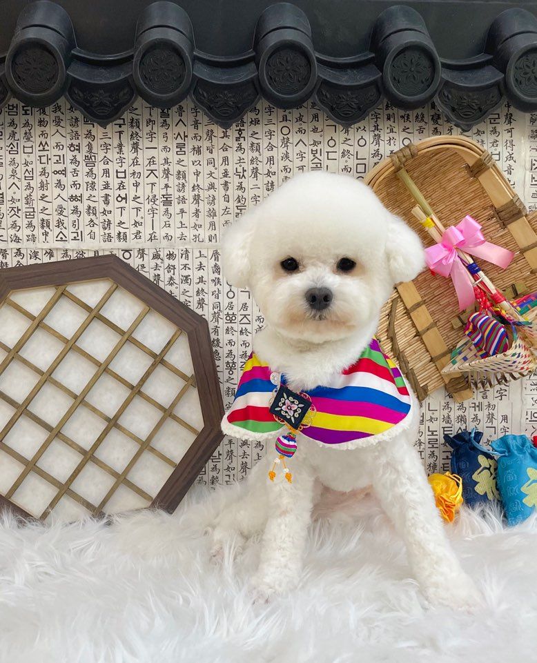 양말이 일주일 입양 후기 