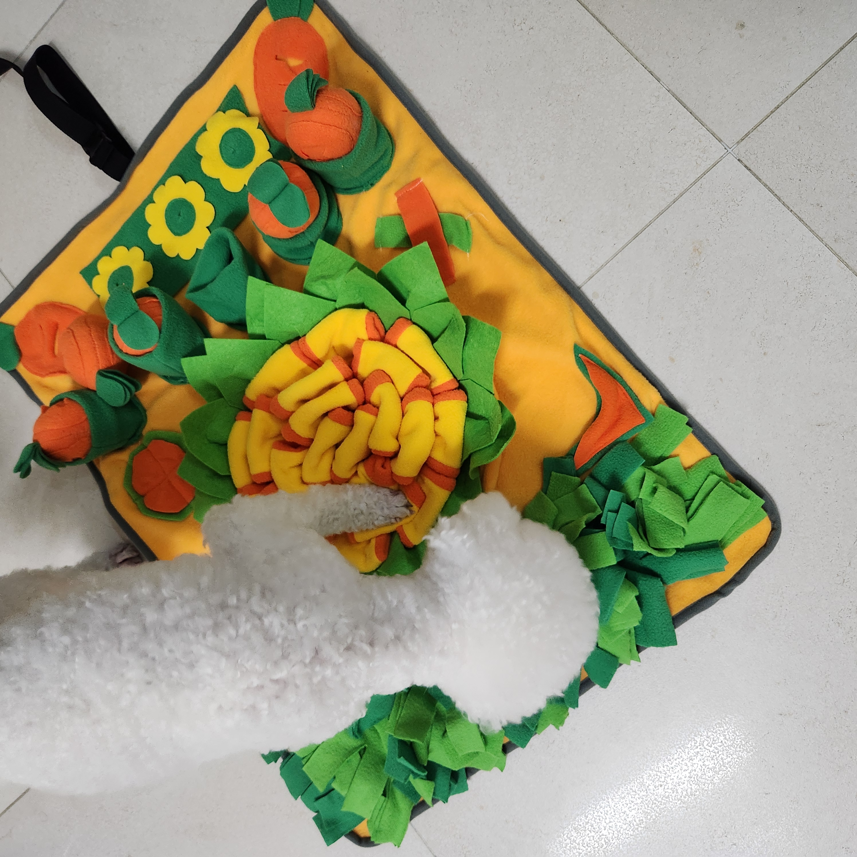 양말이 일주일 입양 후기 