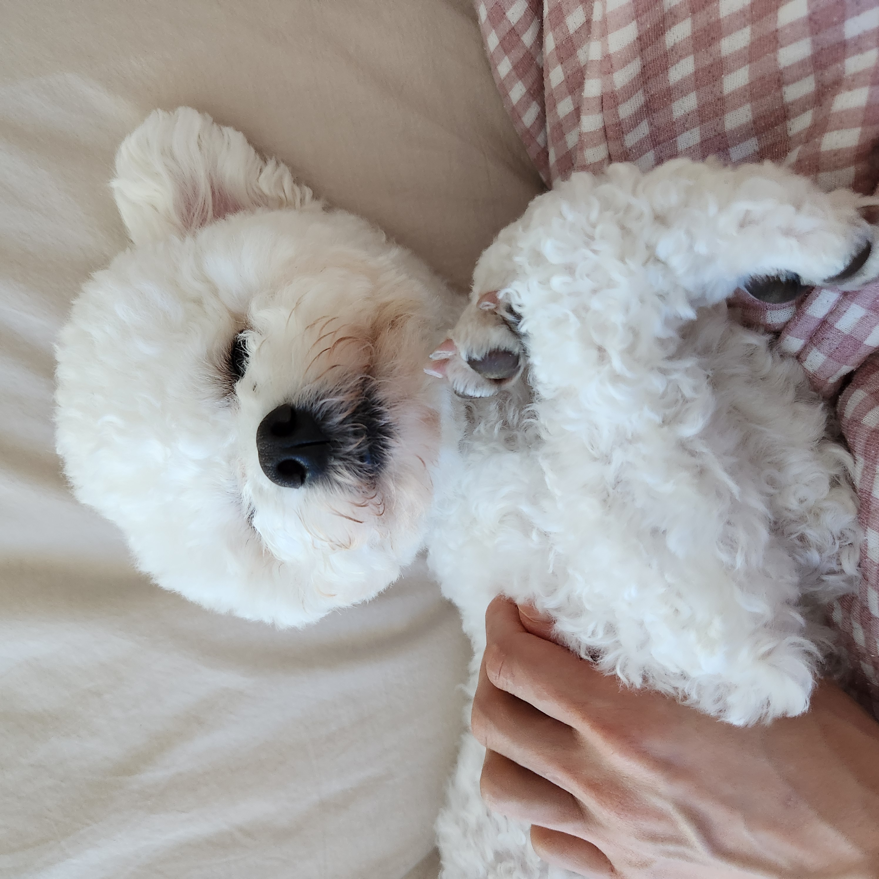 양말이 일주일 입양 후기 