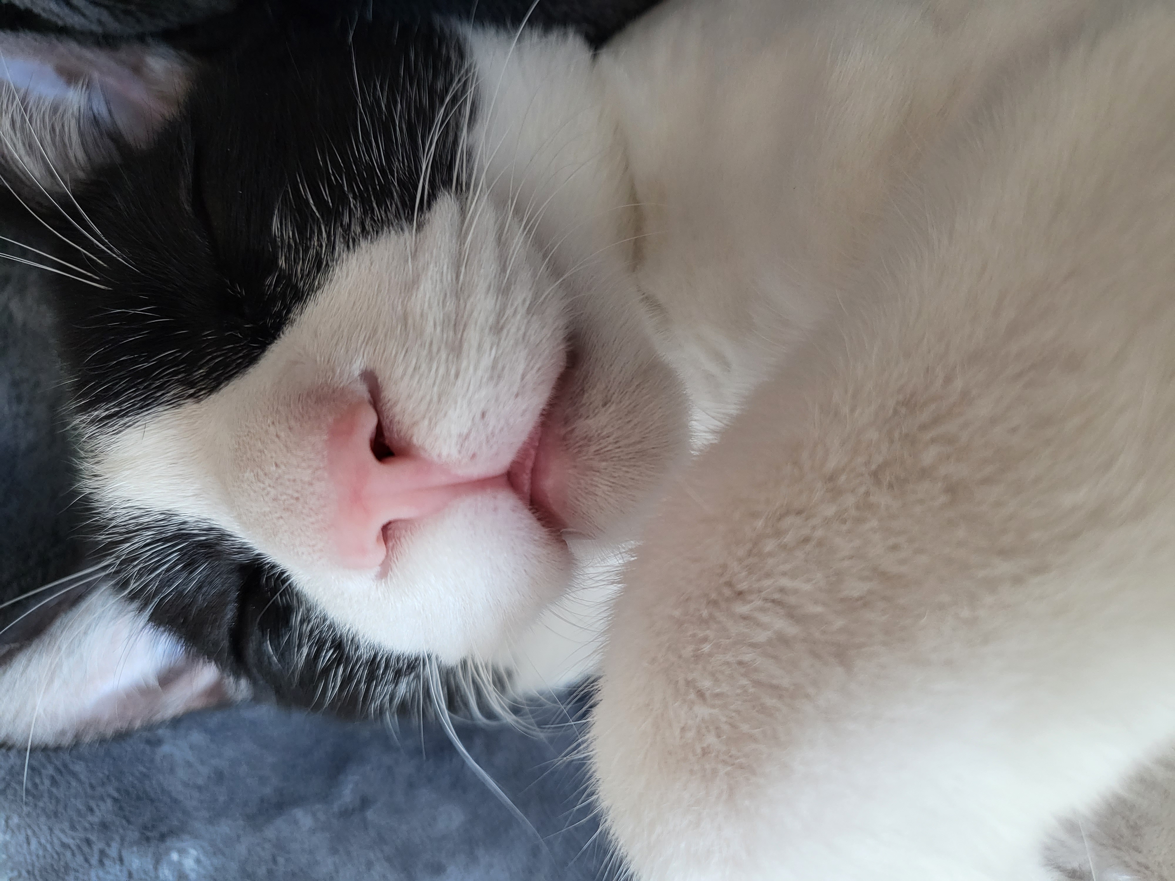 코코(민국이) 입양 1년!