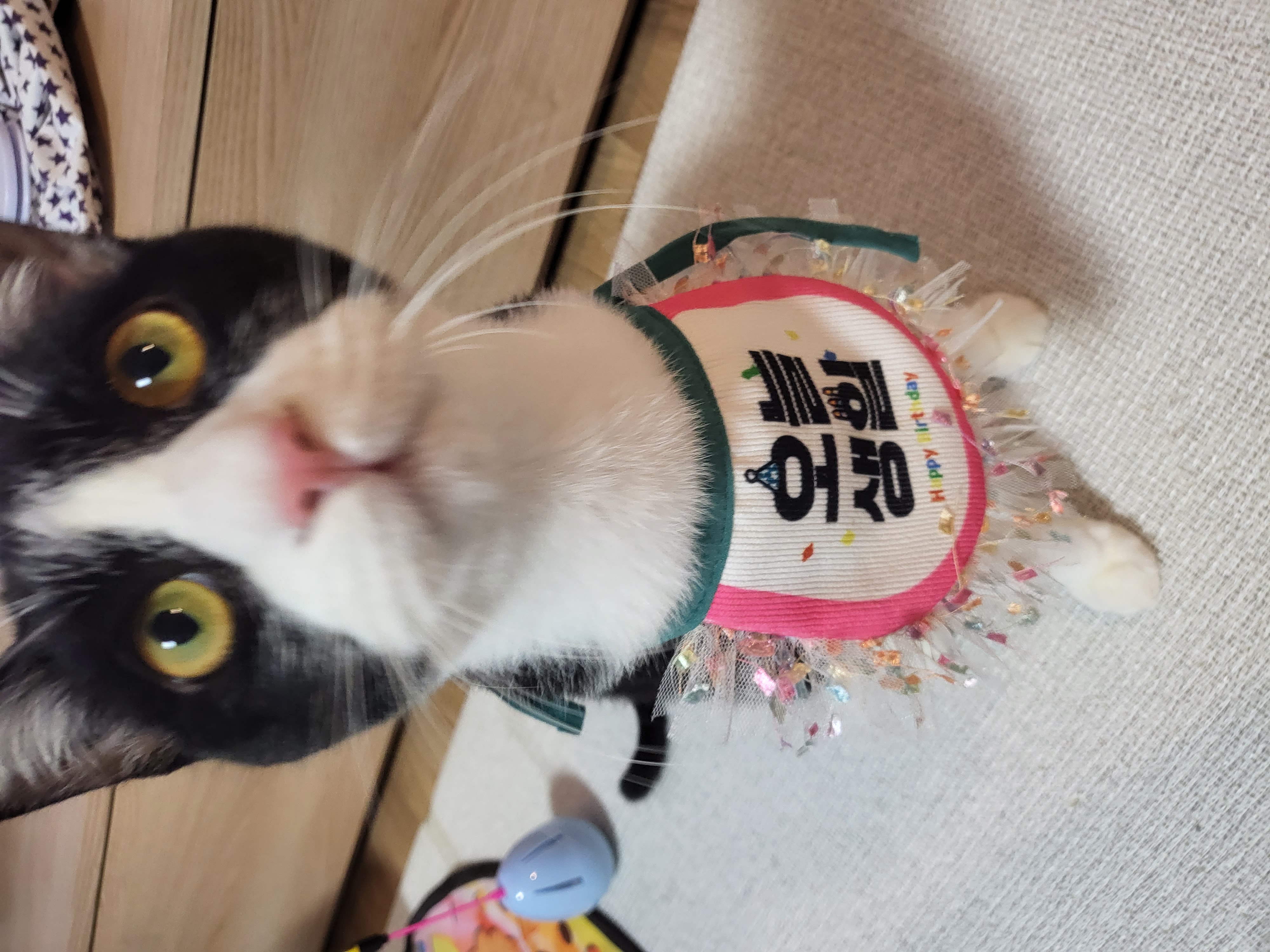 코코(민국이) 입양 1년!