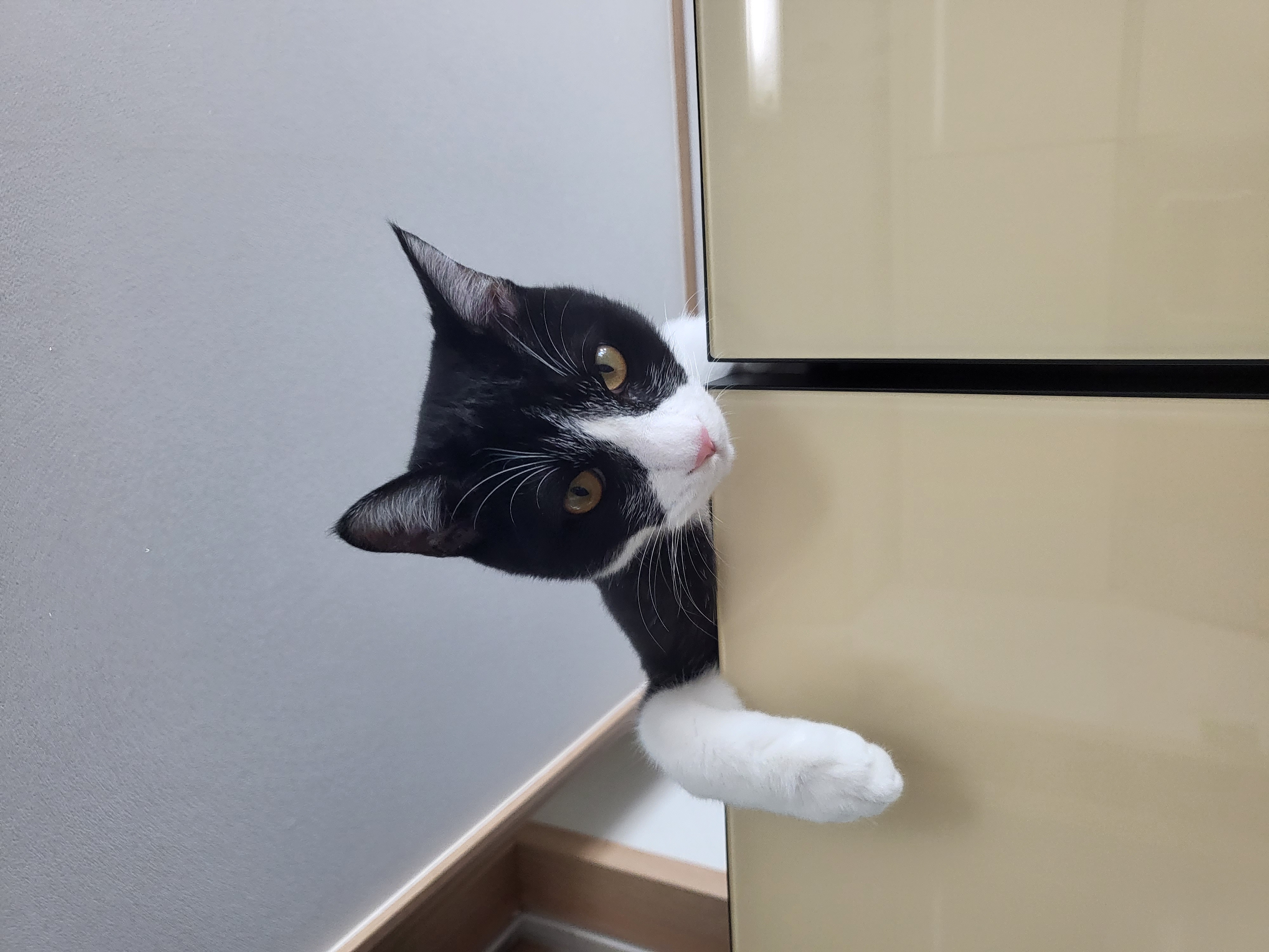 코코(민국이) 입양 1년!