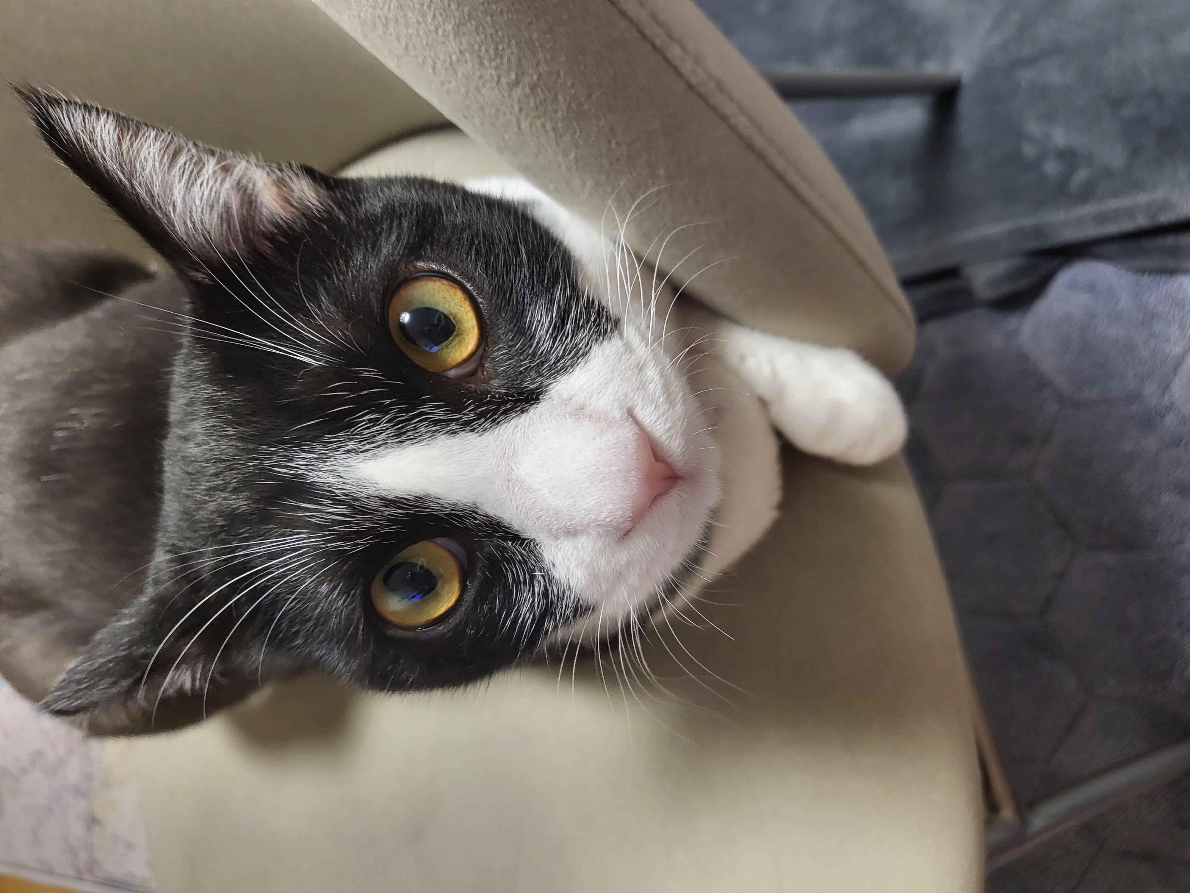 코코(민국이) 입양 1년!