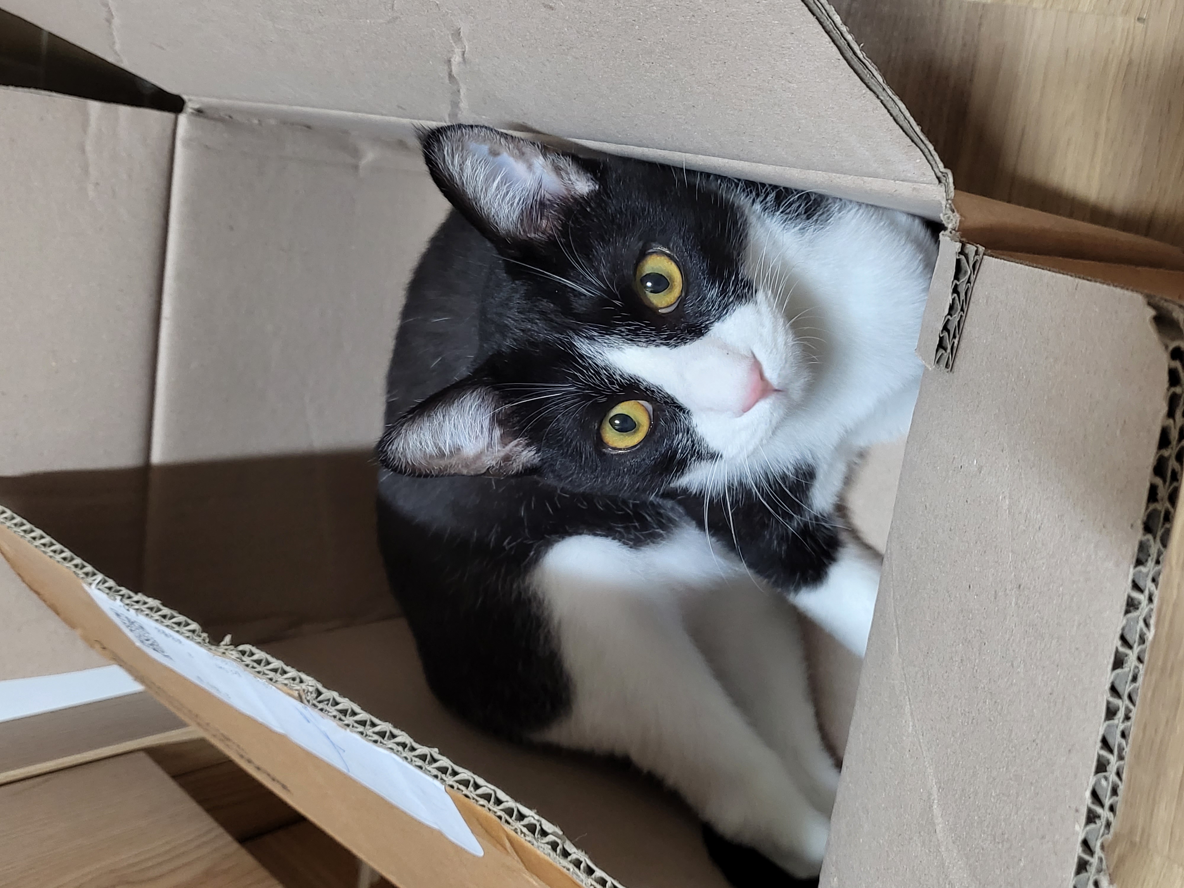 코코(민국이) 입양 1년!