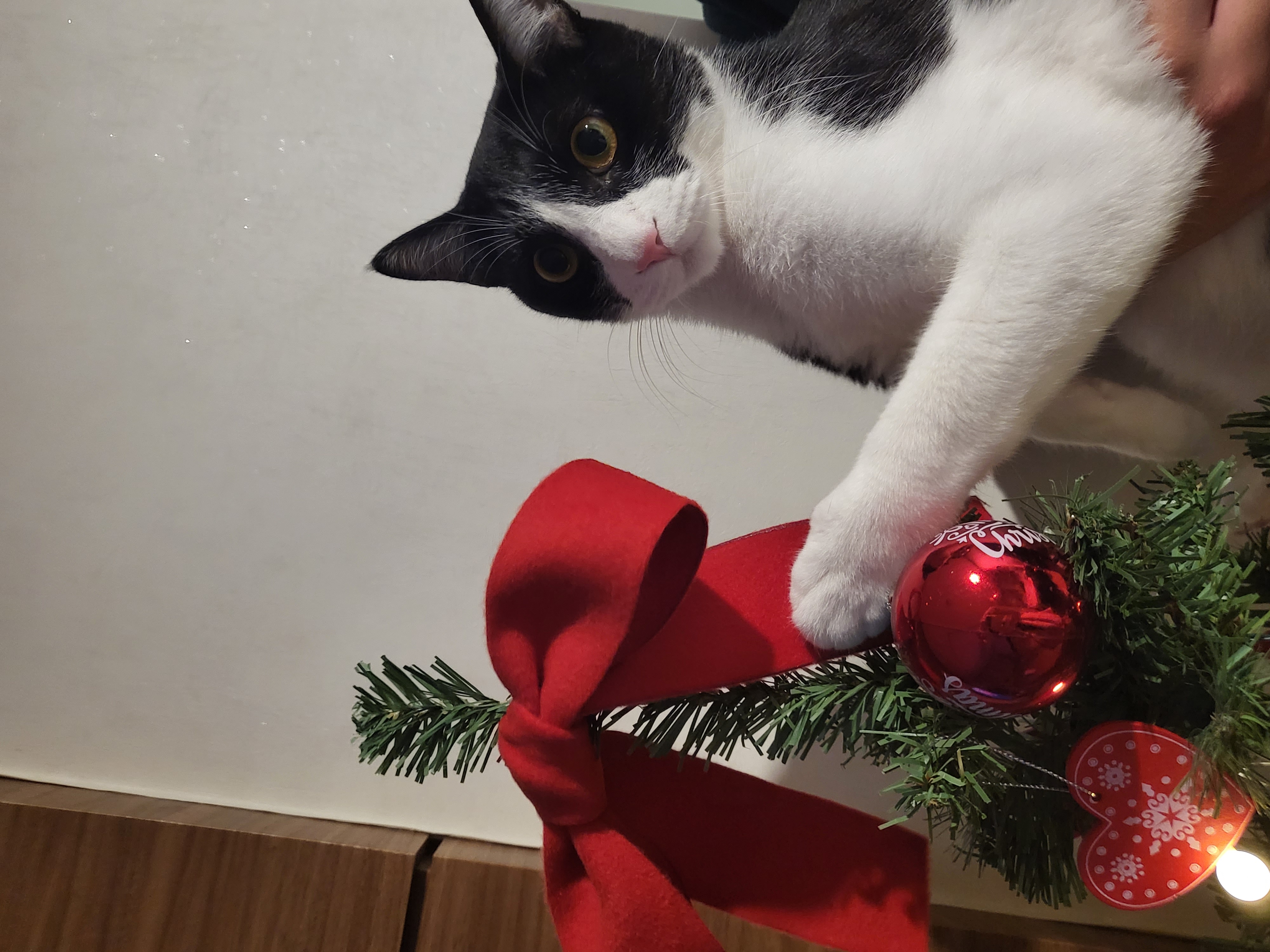 코코(민국이) 입양 1년!