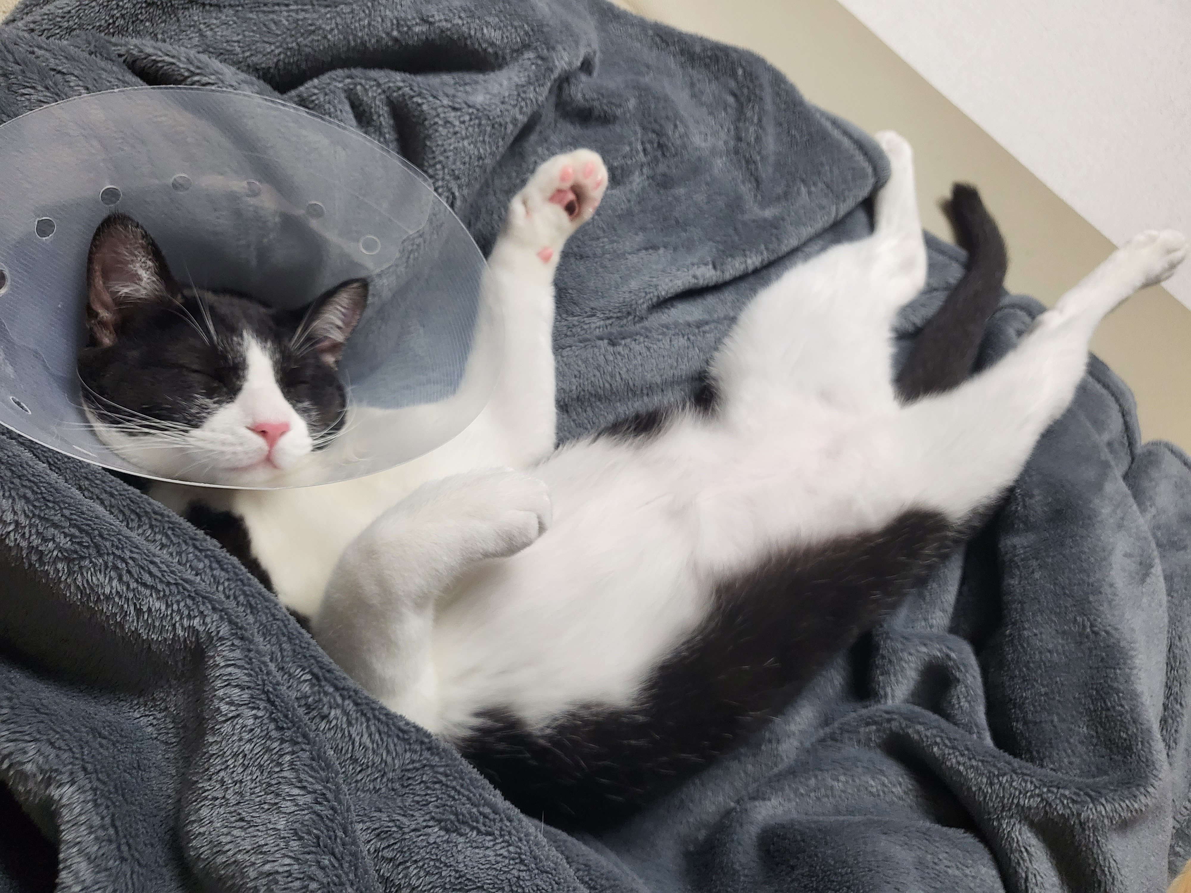 코코(민국이) 입양 1년!