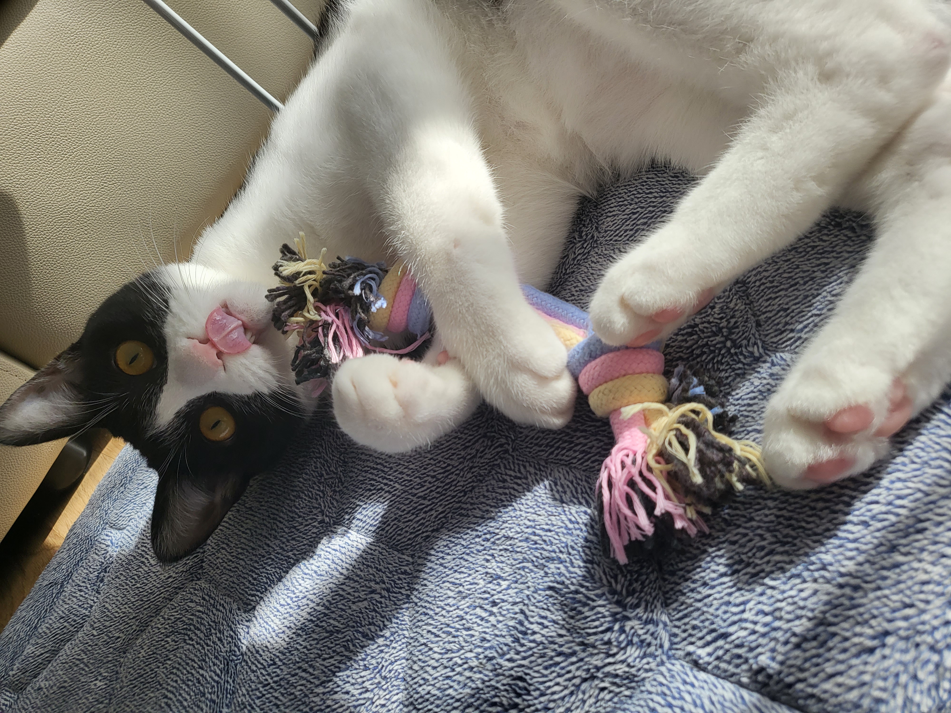 코코(민국이) 입양 1년!