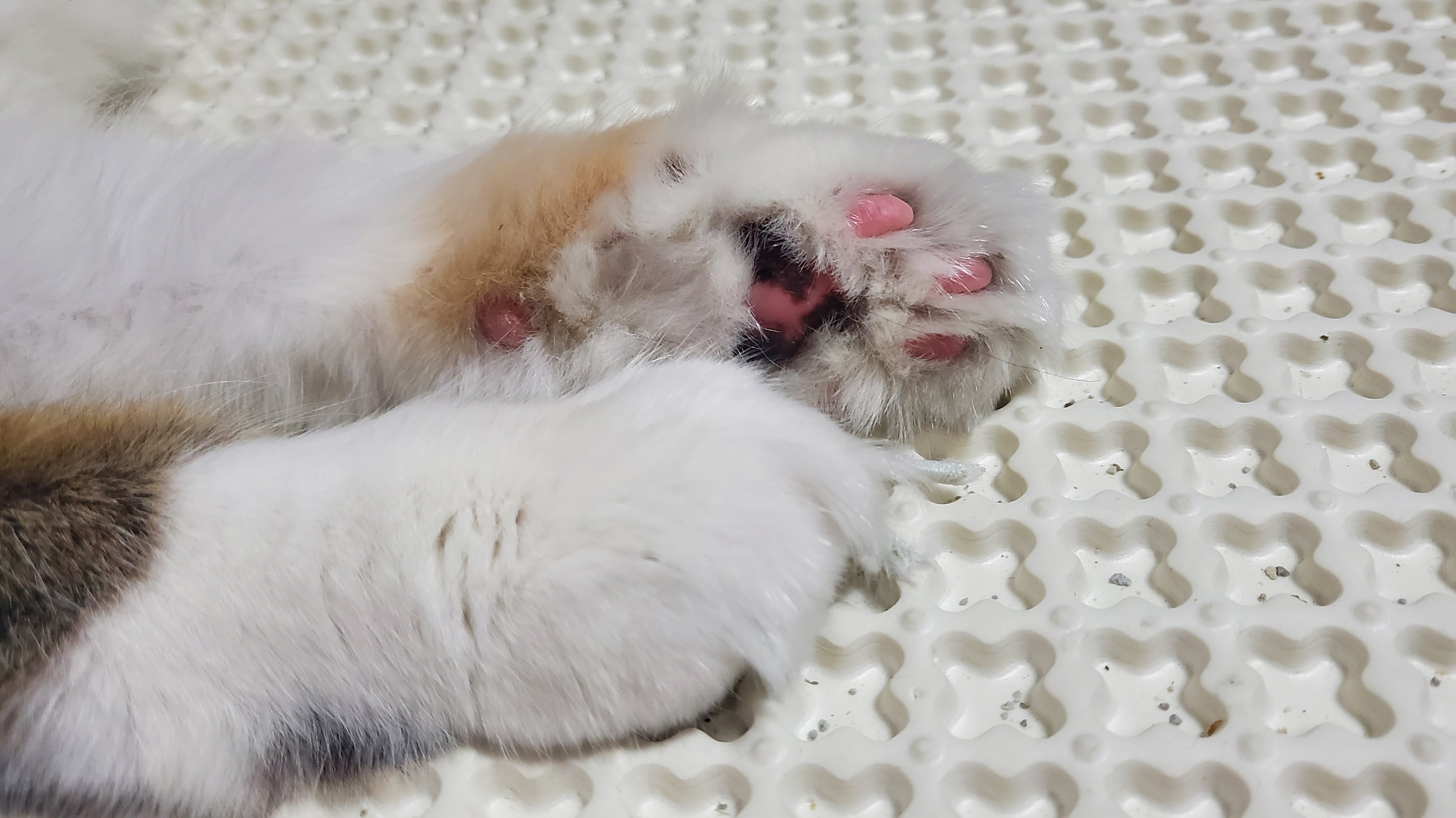 웨이 입양 한달 후기