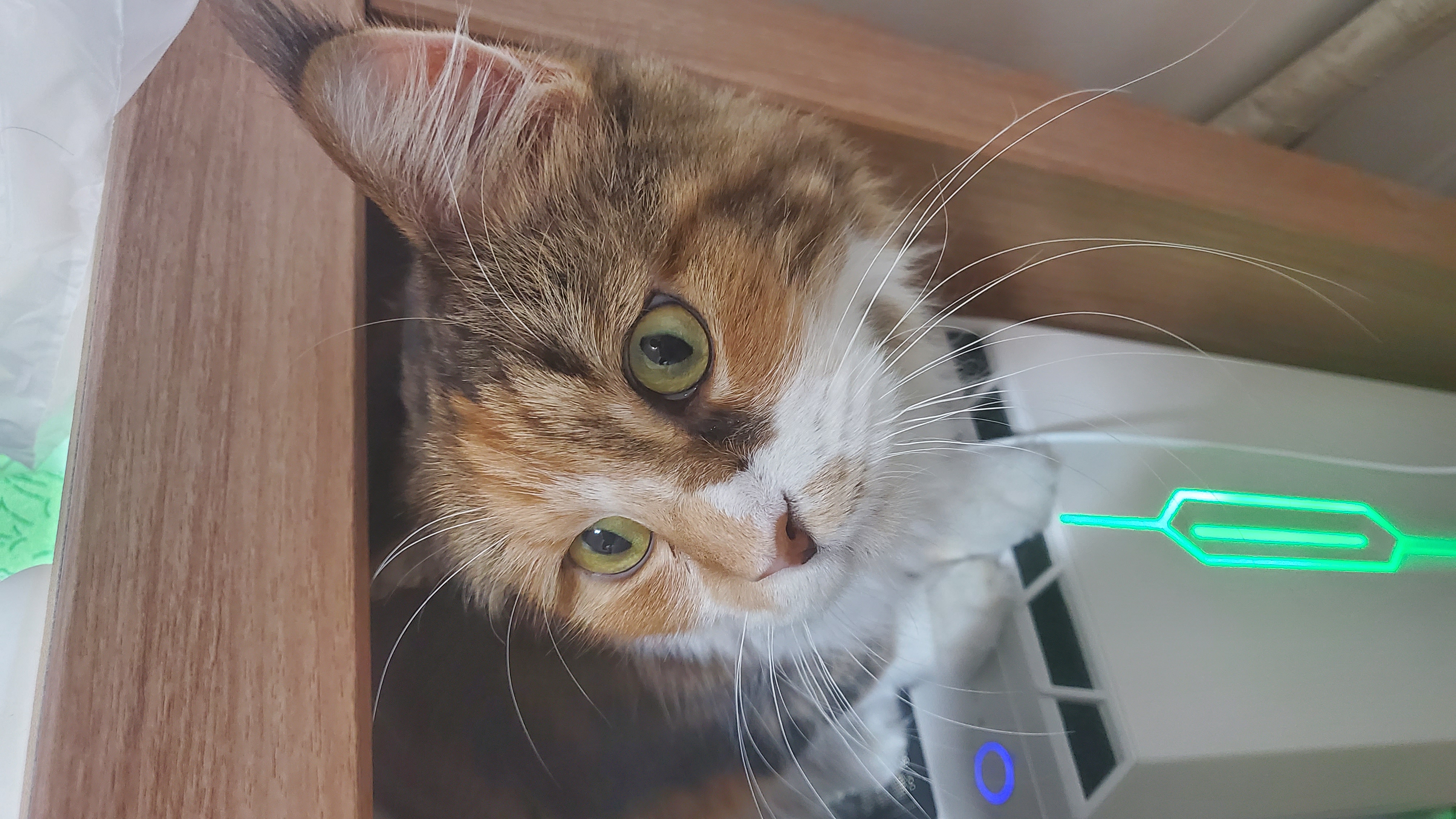 웨이 입양 한달 후기