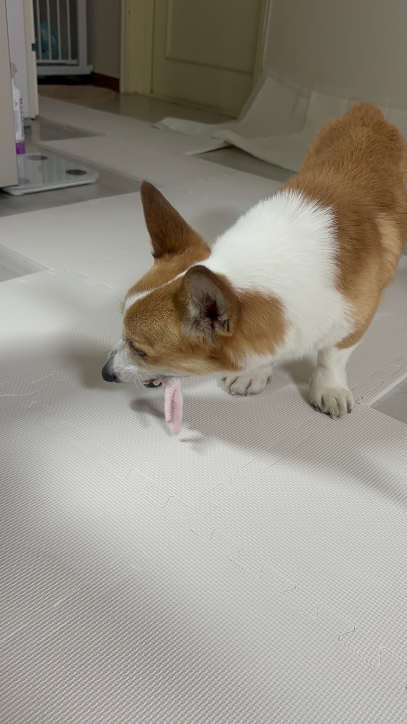 무티(수코) 입양 일주일 후기