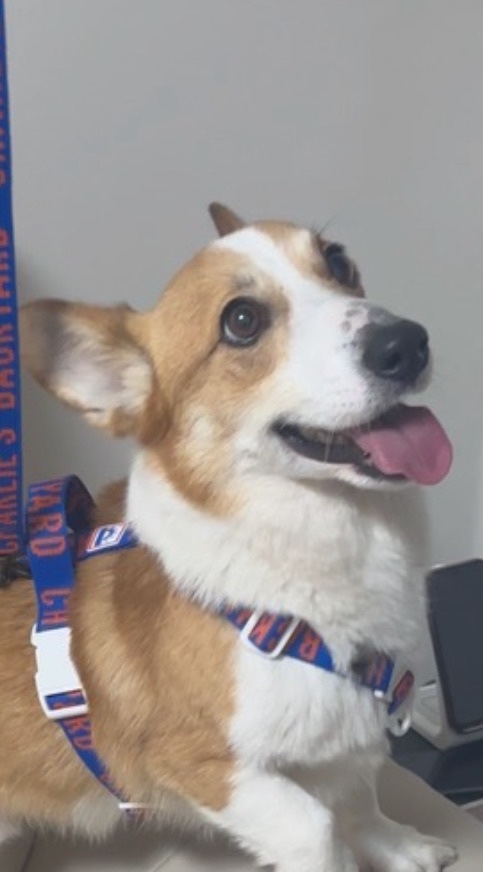 무티(수코) 입양 일주일 후기