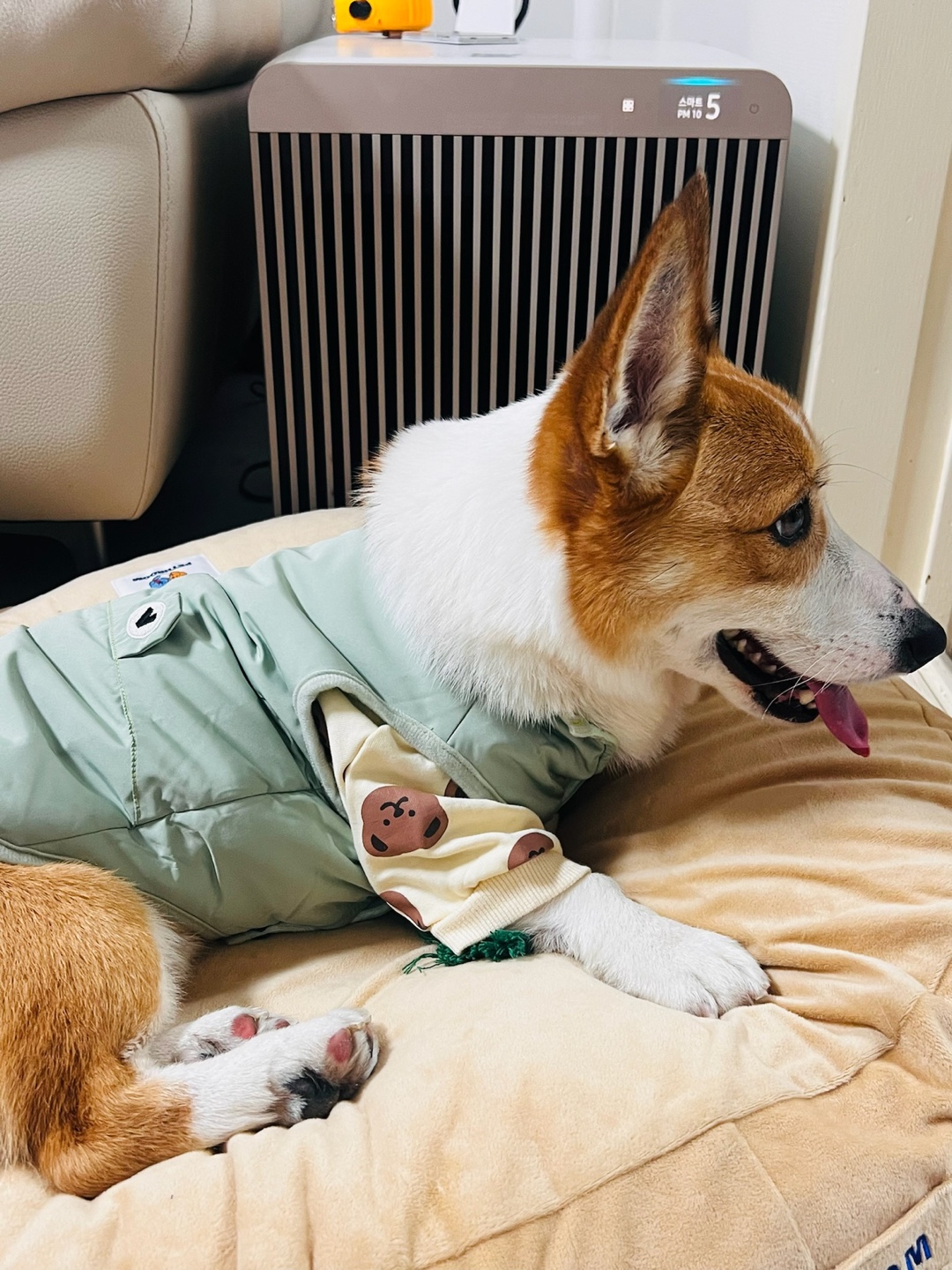 무티(수코) 입양 일주일 후기