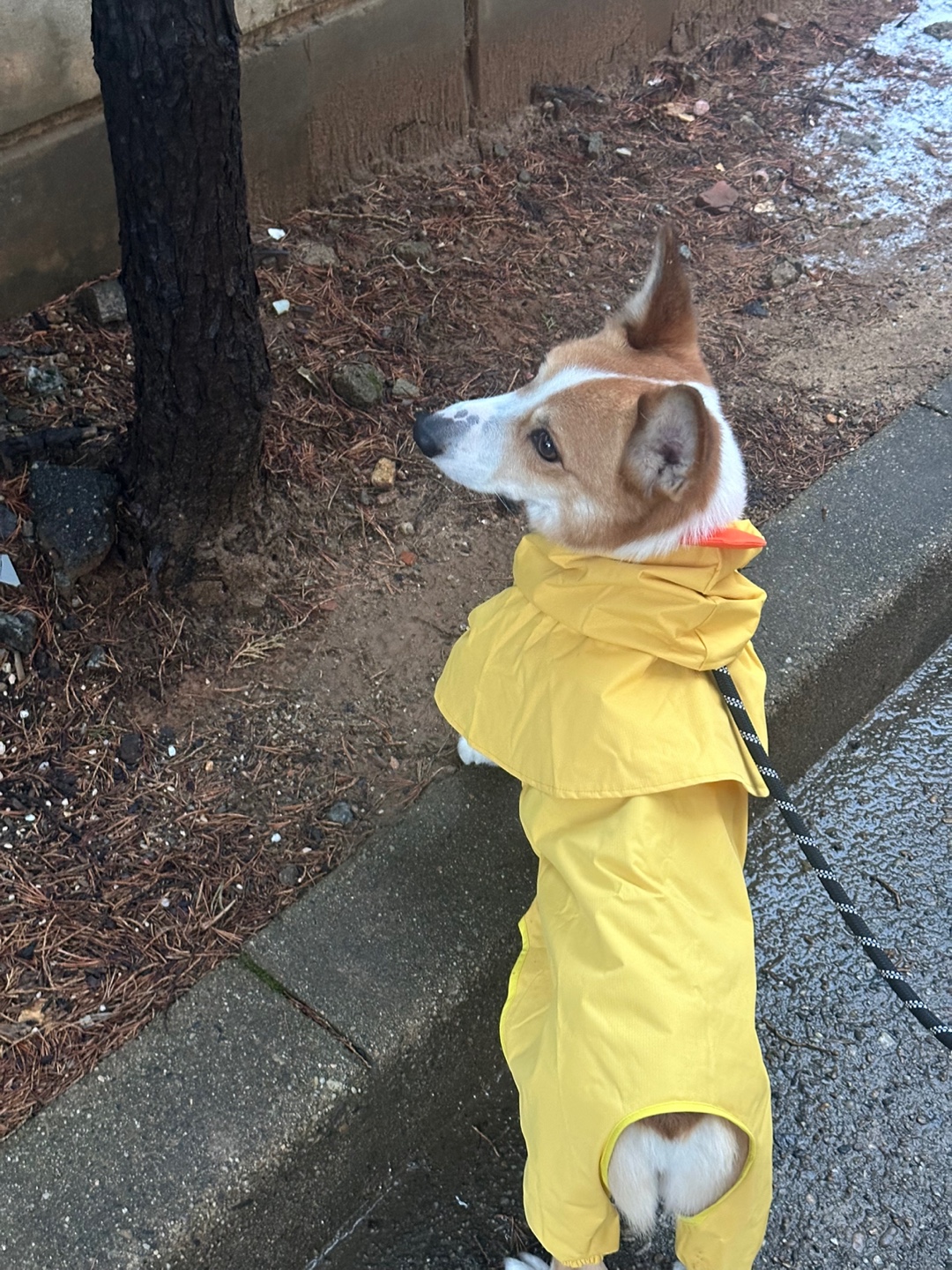 무티(수코) 입양 일주일 후기