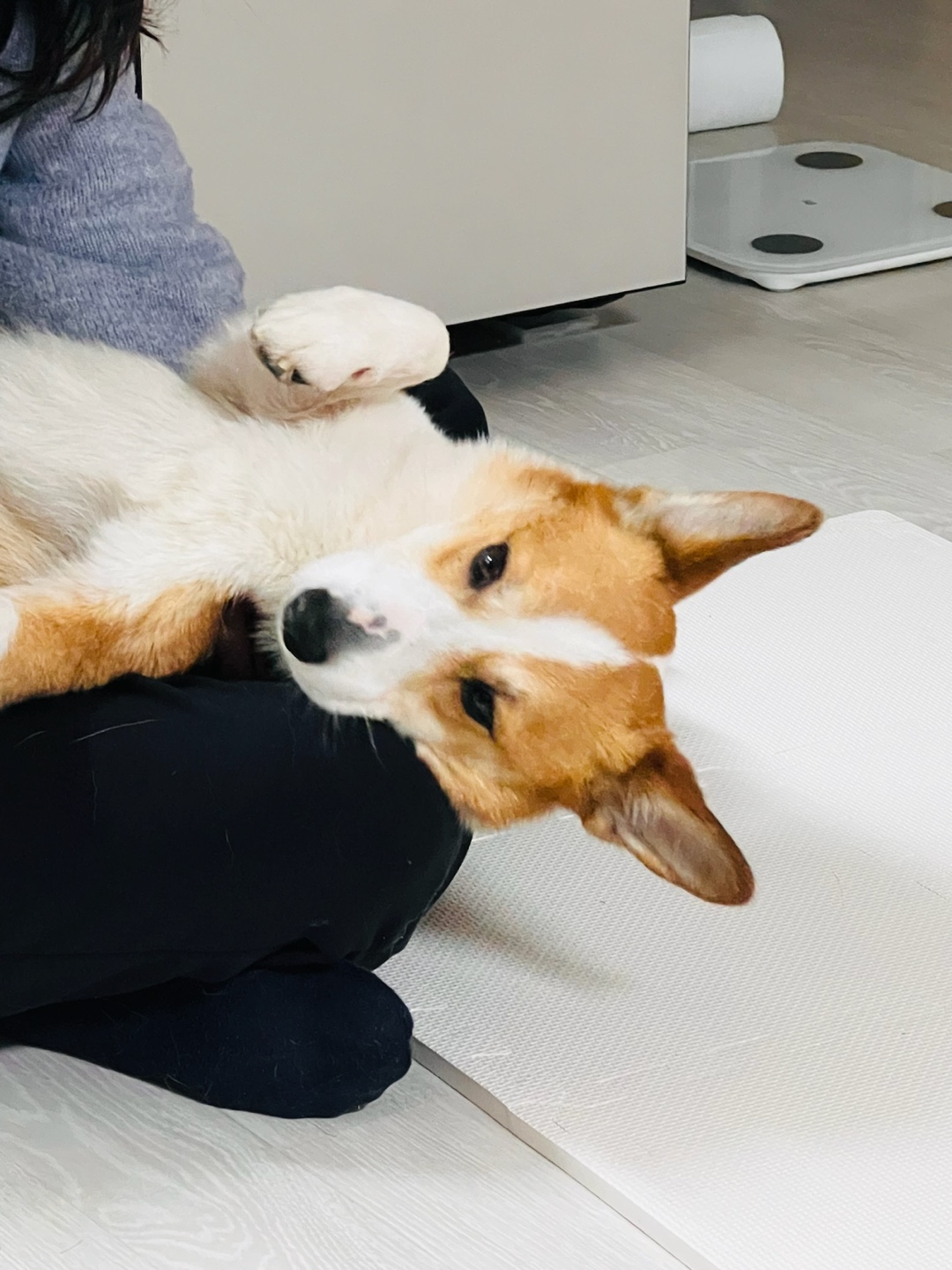 무티(수코) 입양 일주일 후기