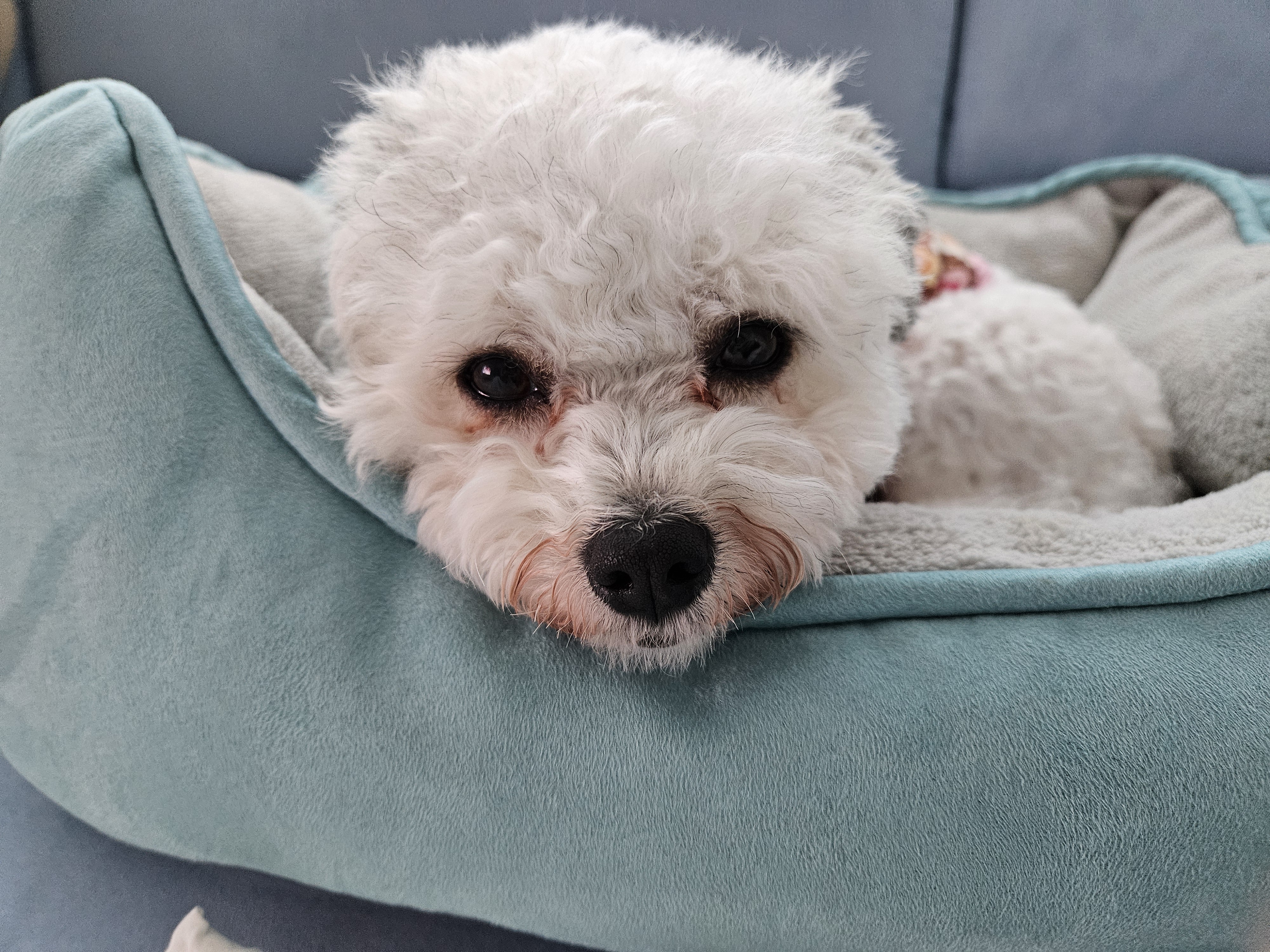 알록이(미소)반년이 다 되어가요