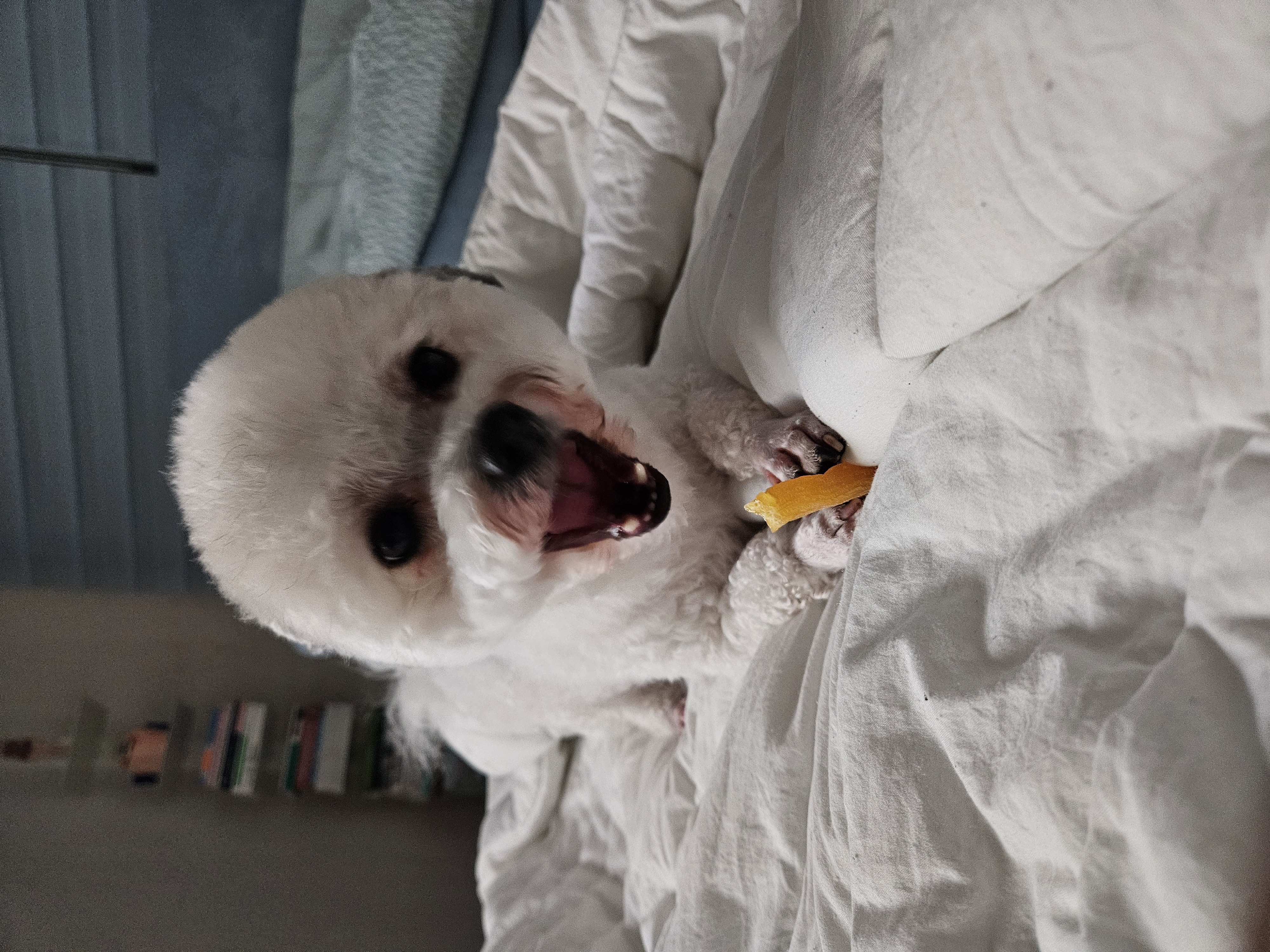 알록이(미소)반년이 다 되어가요