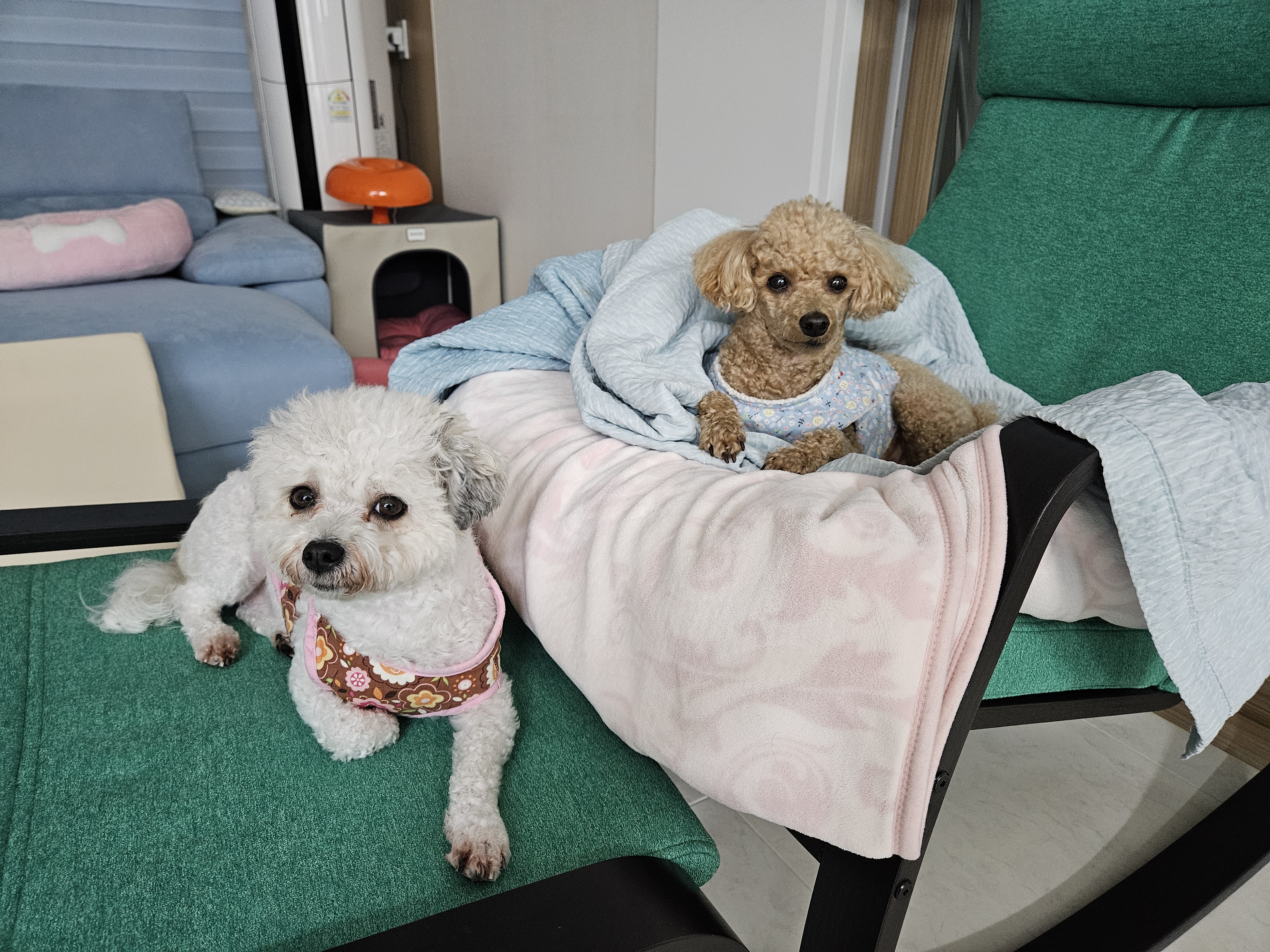 알록이(미소)반년이 다 되어가요