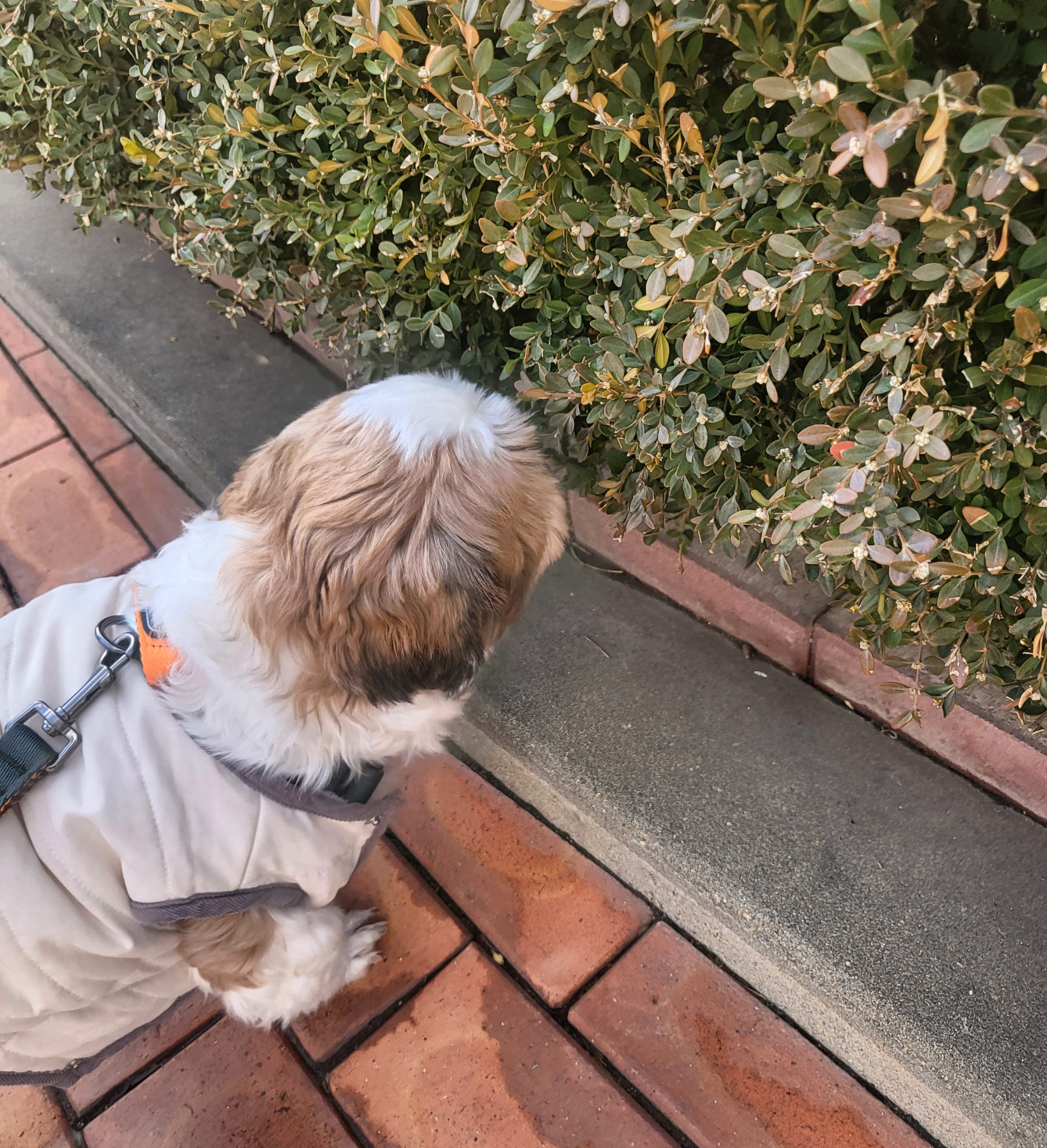 호두 ( 구 용용이)