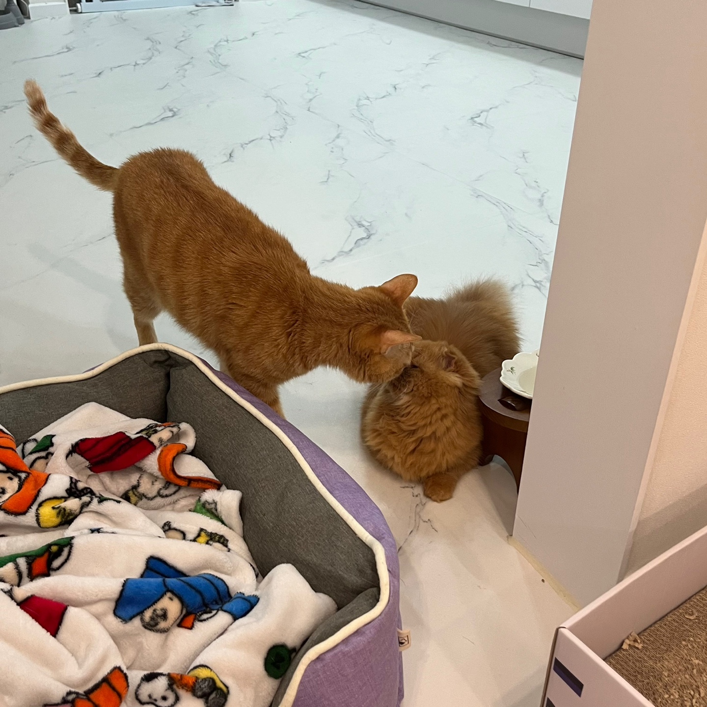 돌고 '도라' 온 만큼 잘 살구같아♡♥♡♥♡♥♡♥-2-