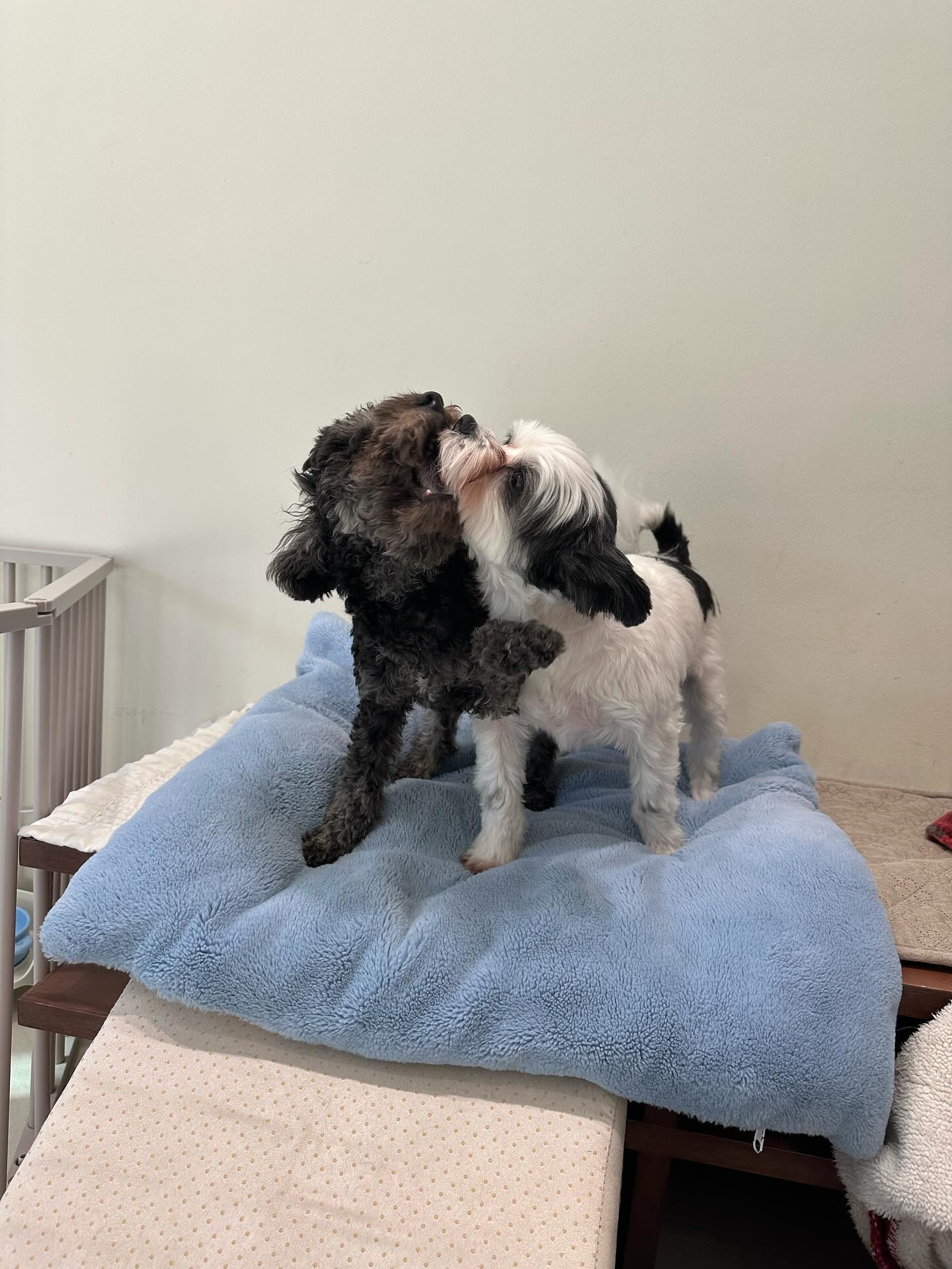 샬롯(구 포아)이 온지 1년 5개월❤️