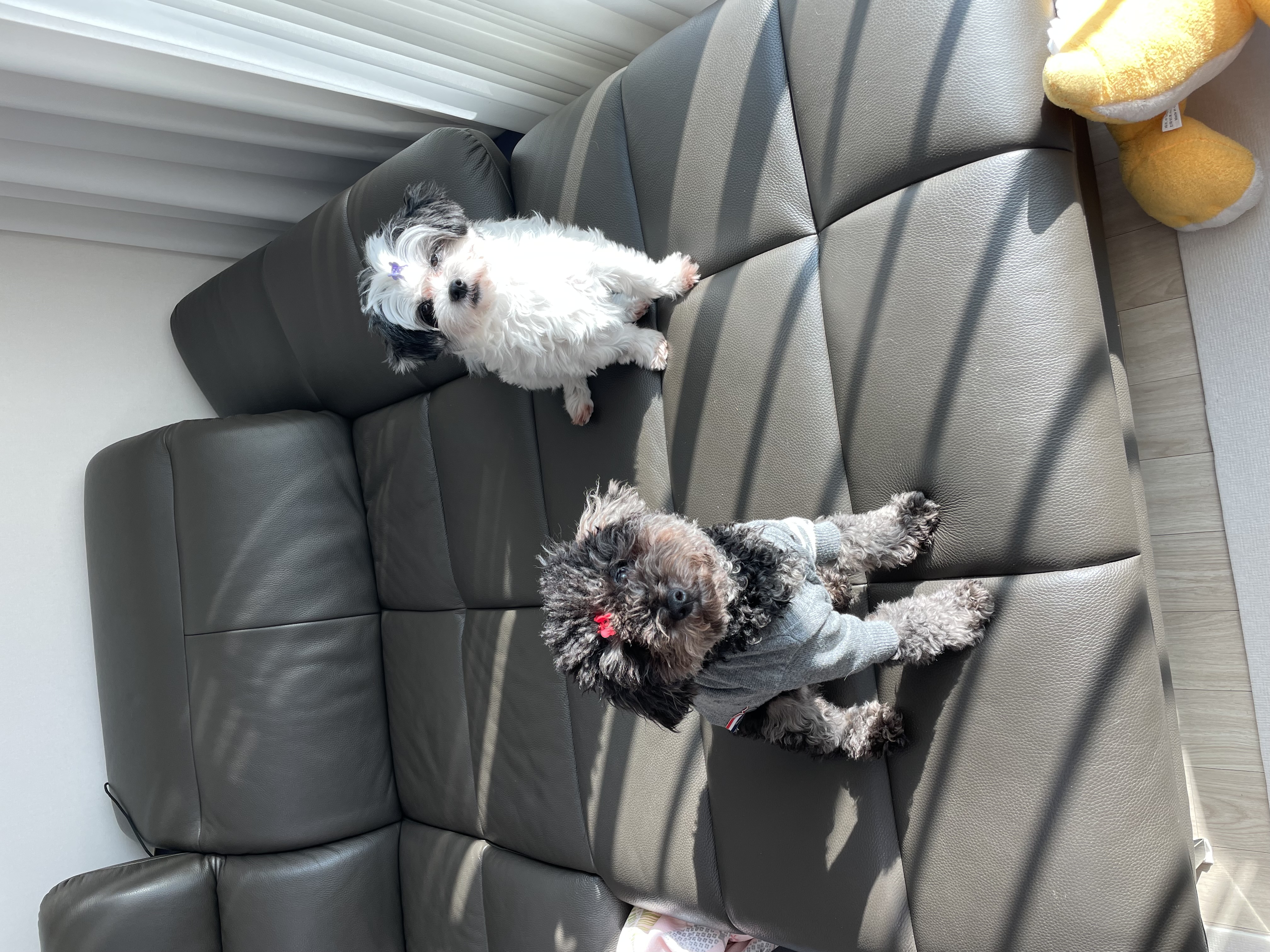 샬롯(구 포아)이 온지 1년 5개월❤️