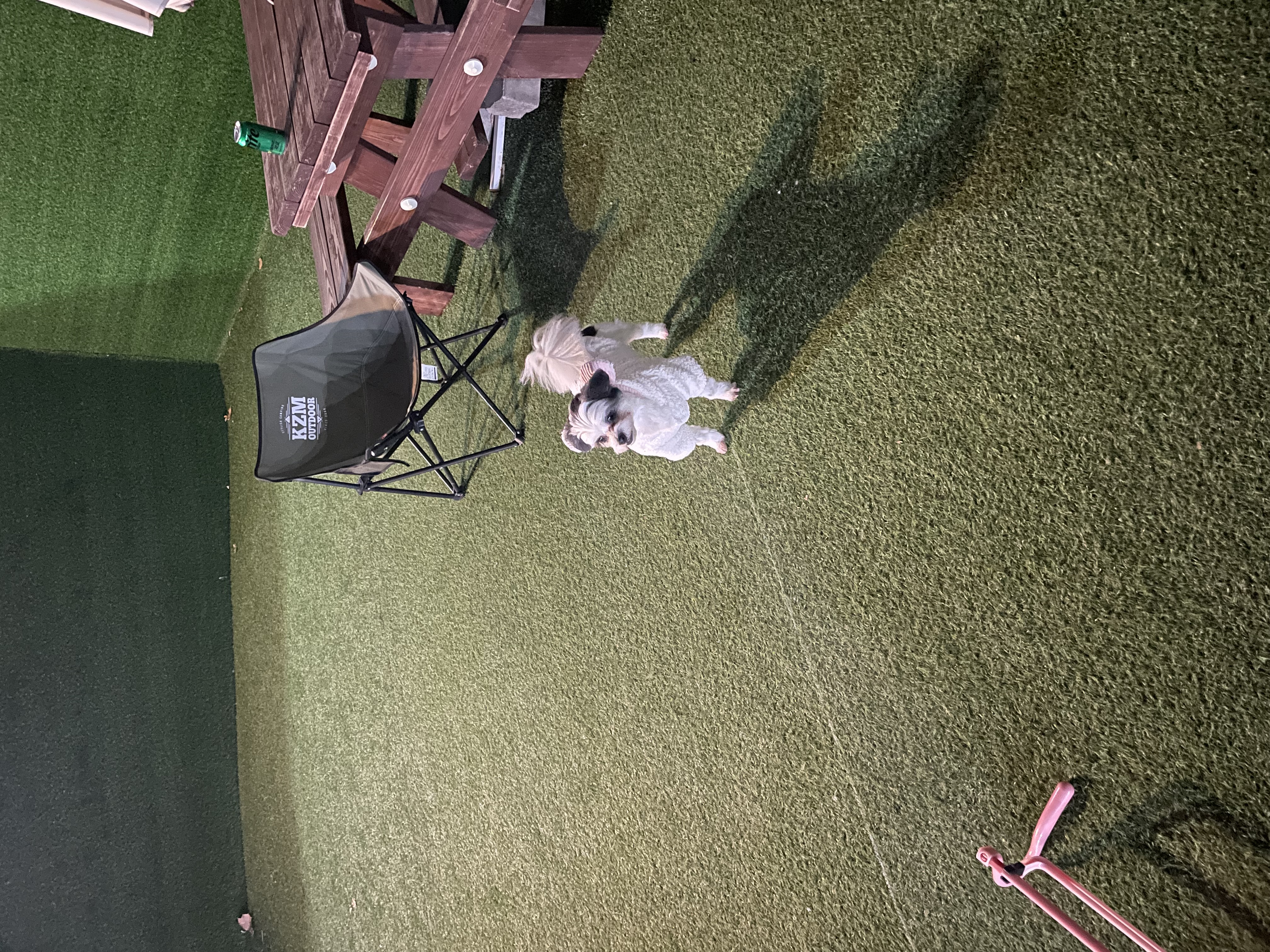 샬롯(구 포아)이 온지 1년 5개월❤️