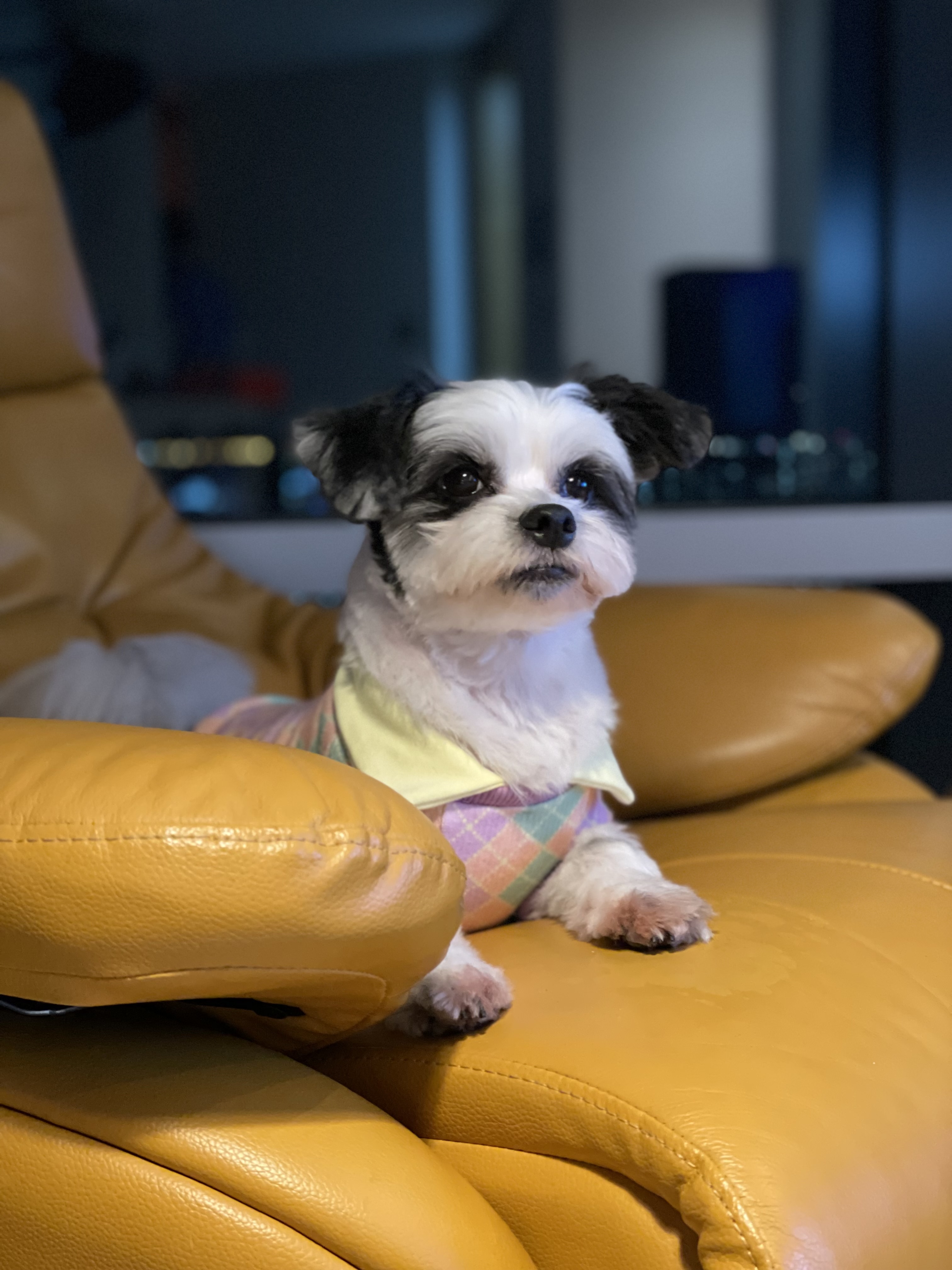 샬롯(구 포아)이 온지 1년 5개월❤️