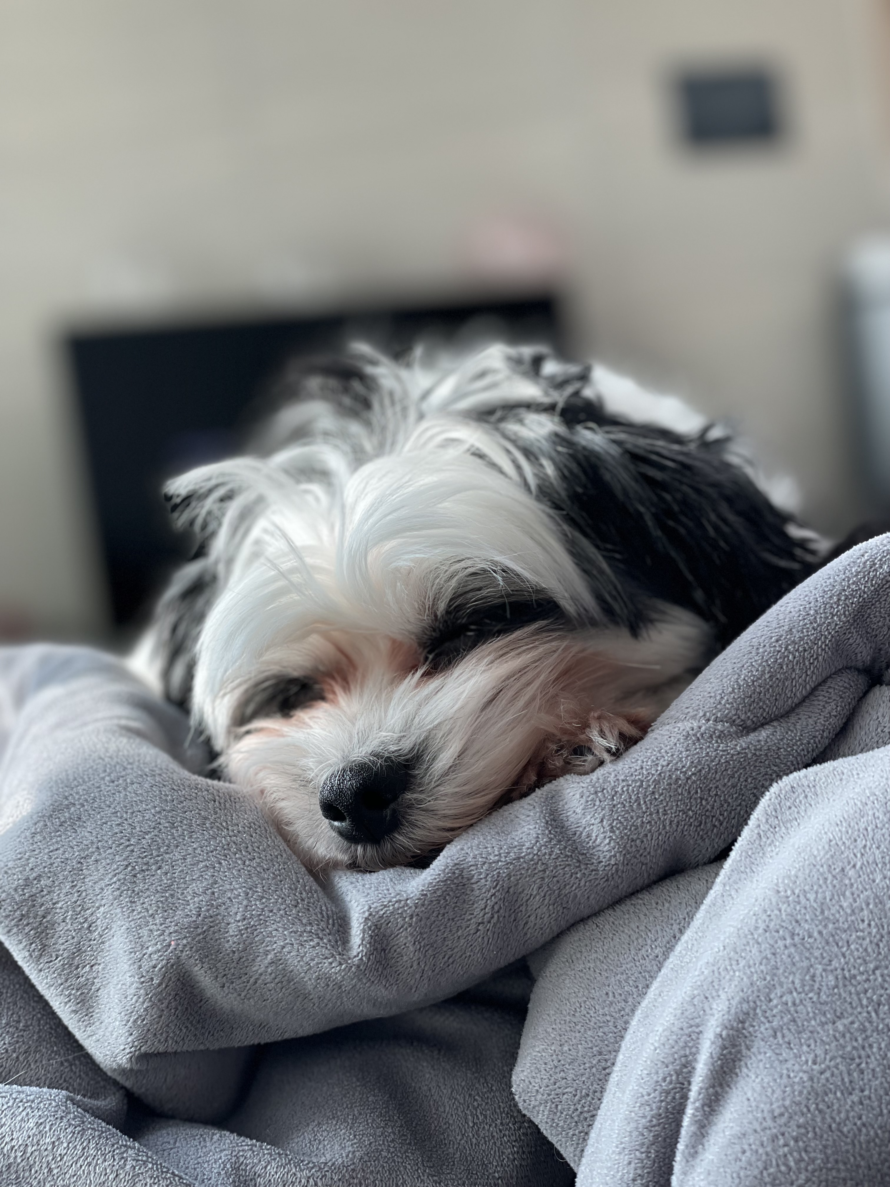 샬롯(구 포아)이 온지 1년 5개월❤️