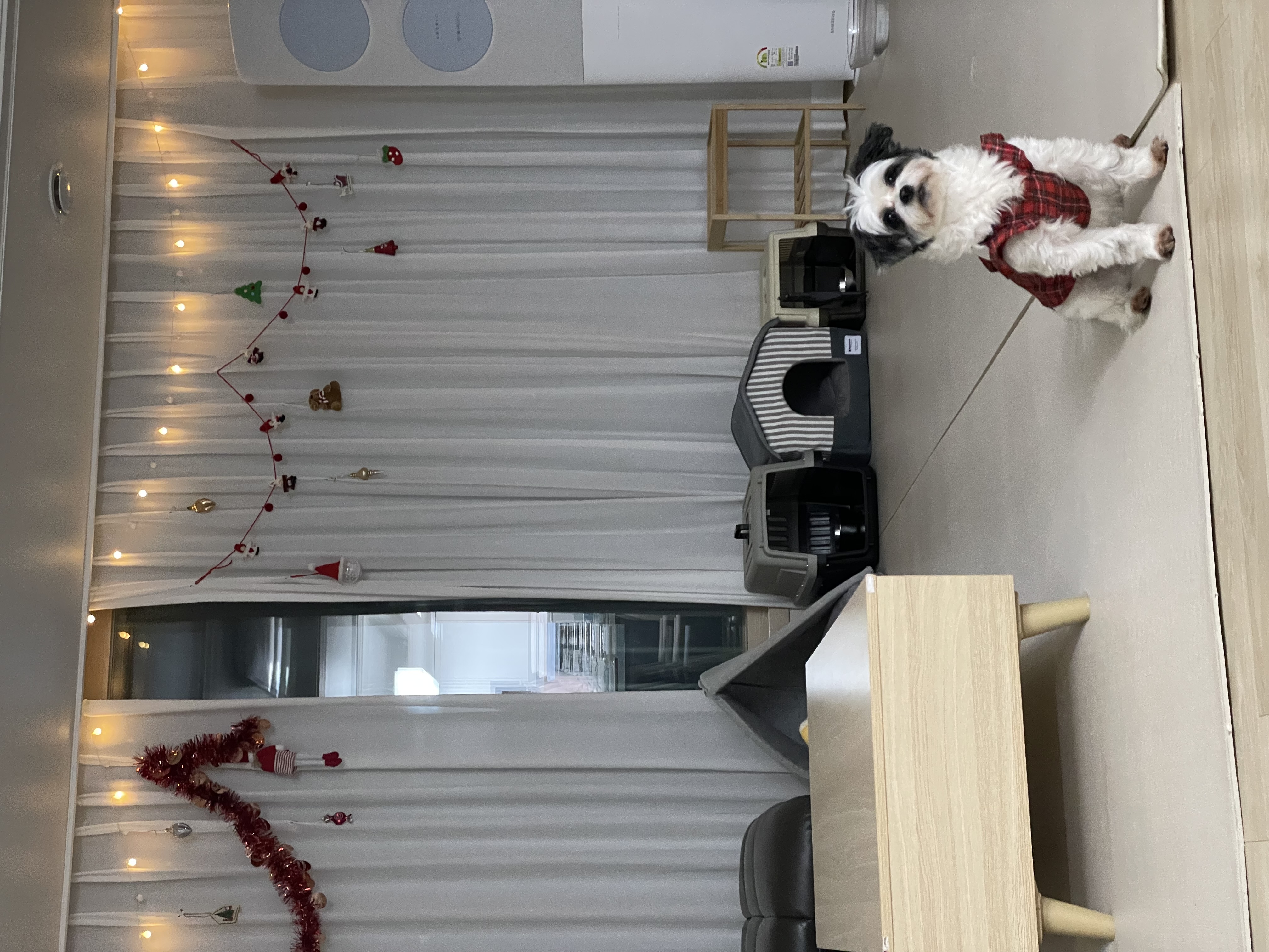 샬롯(구 포아)이 온지 1년 5개월❤️