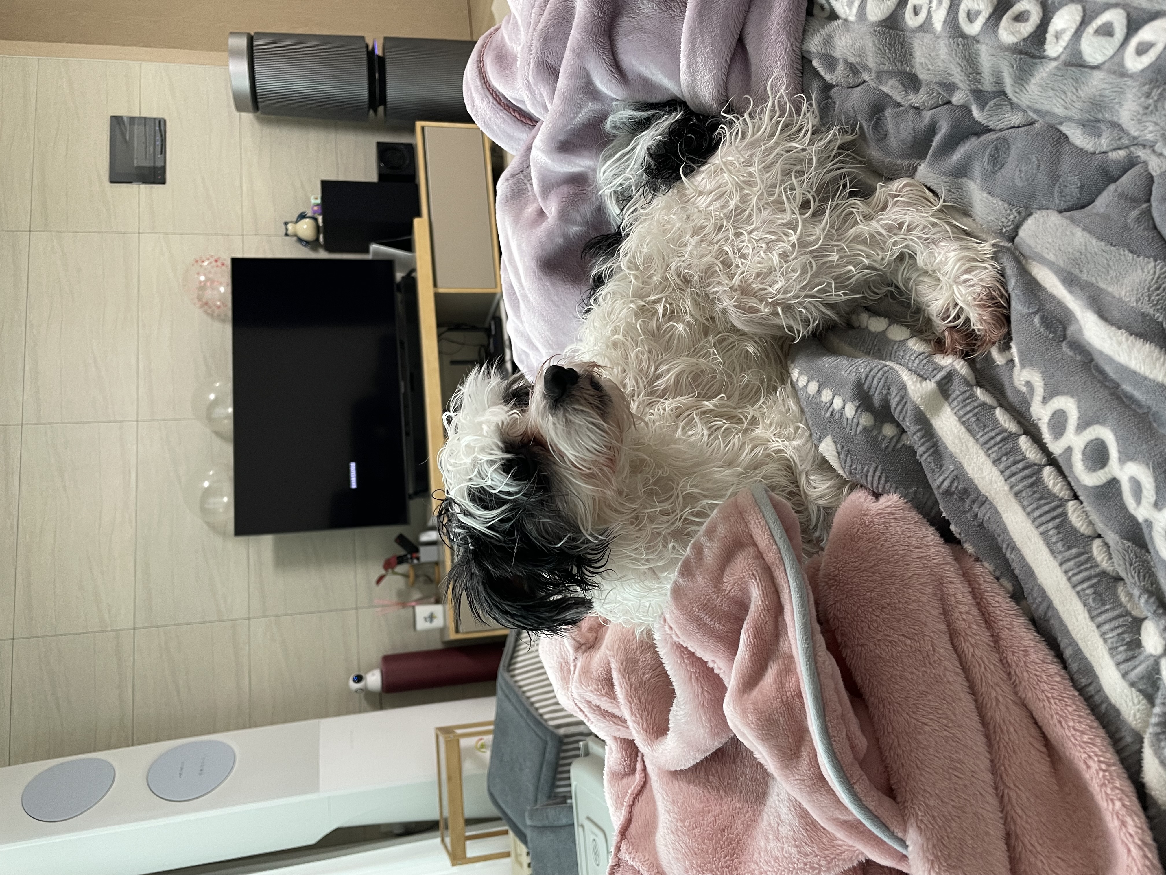 샬롯(구 포아)이 온지 1년 5개월❤️