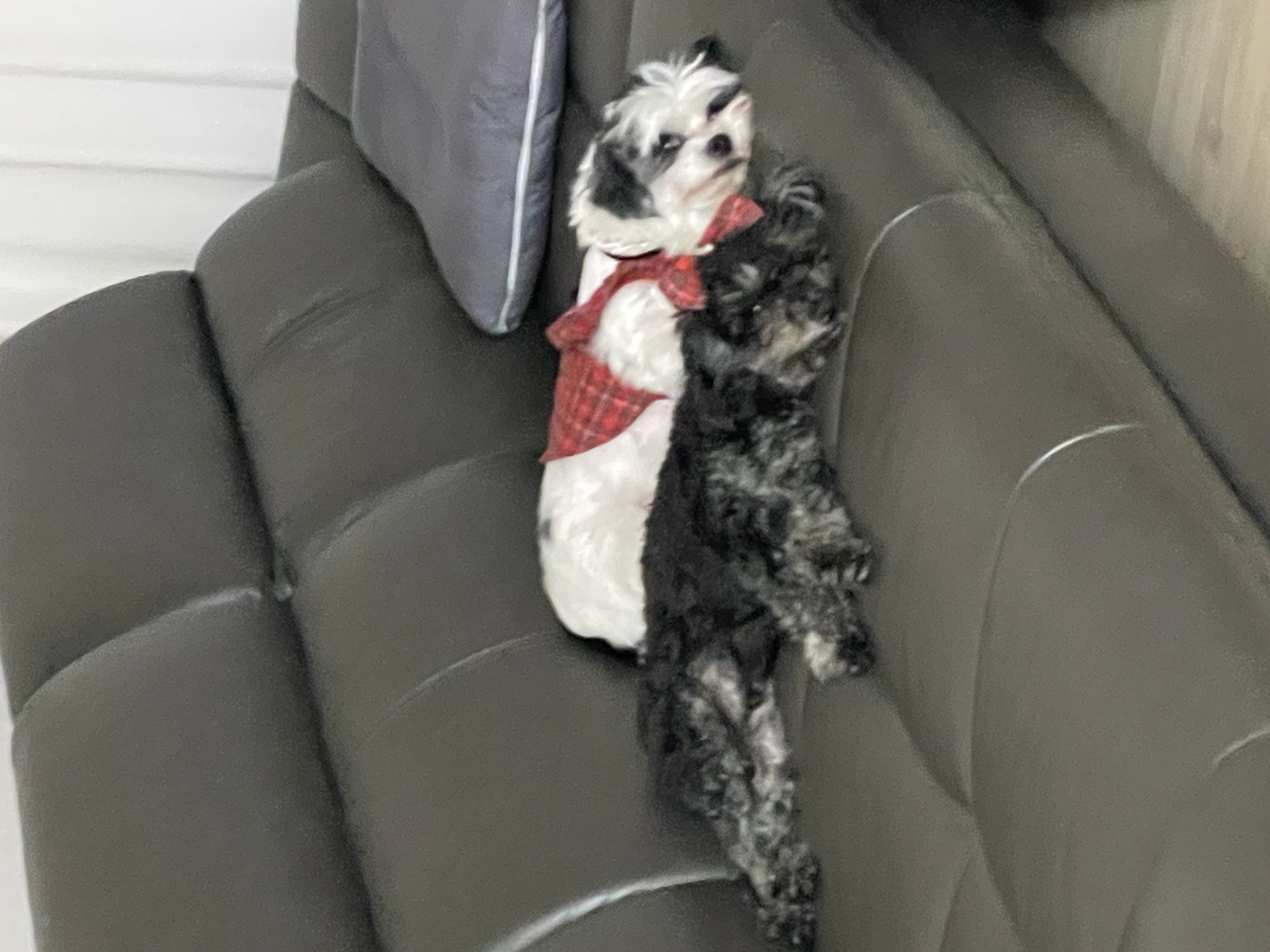 샬롯(구 포아)이 온지 1년 5개월❤️