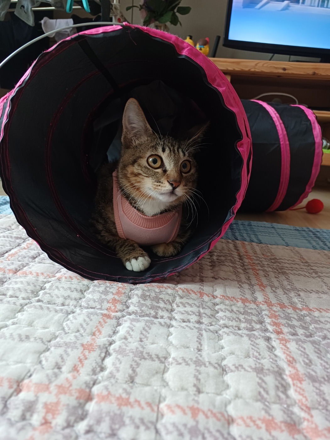 중성화 수술을 마친 길동이(승희) 